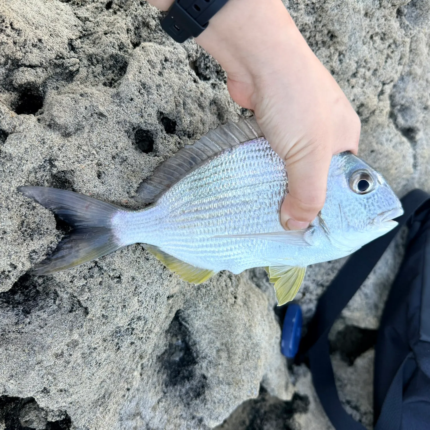 catch
