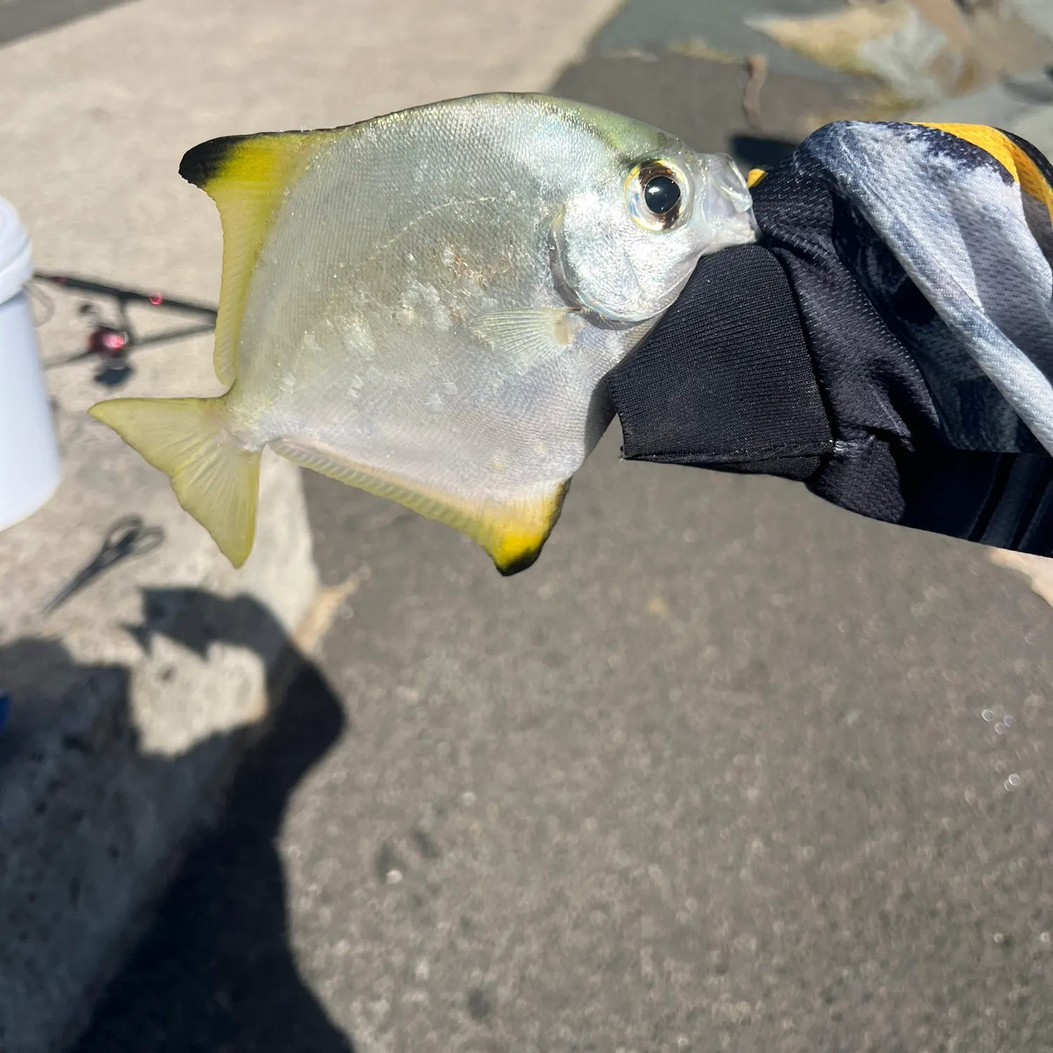 The most recent Silver moony catches on Fishbrain