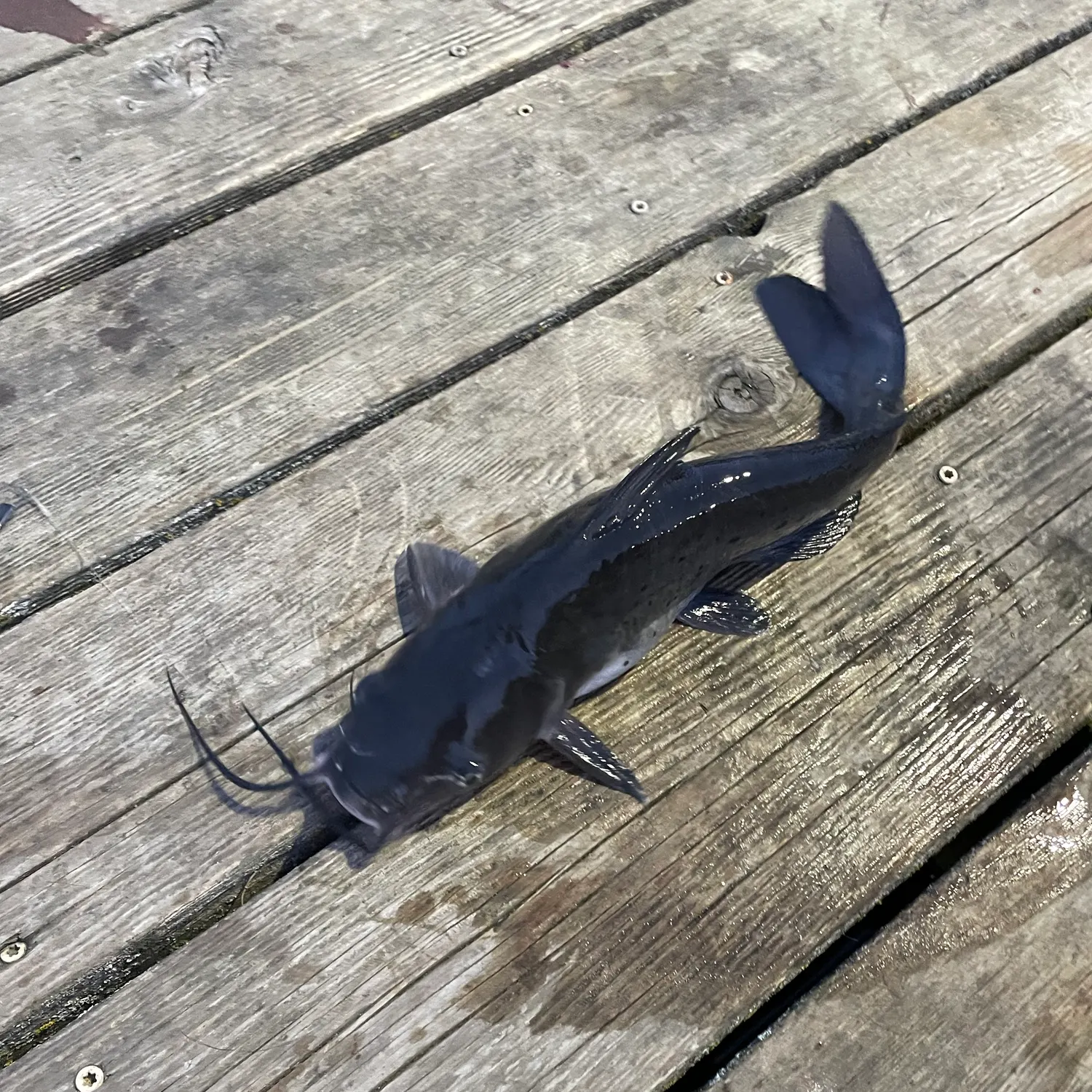 Channel catfish caught on Fishbrain