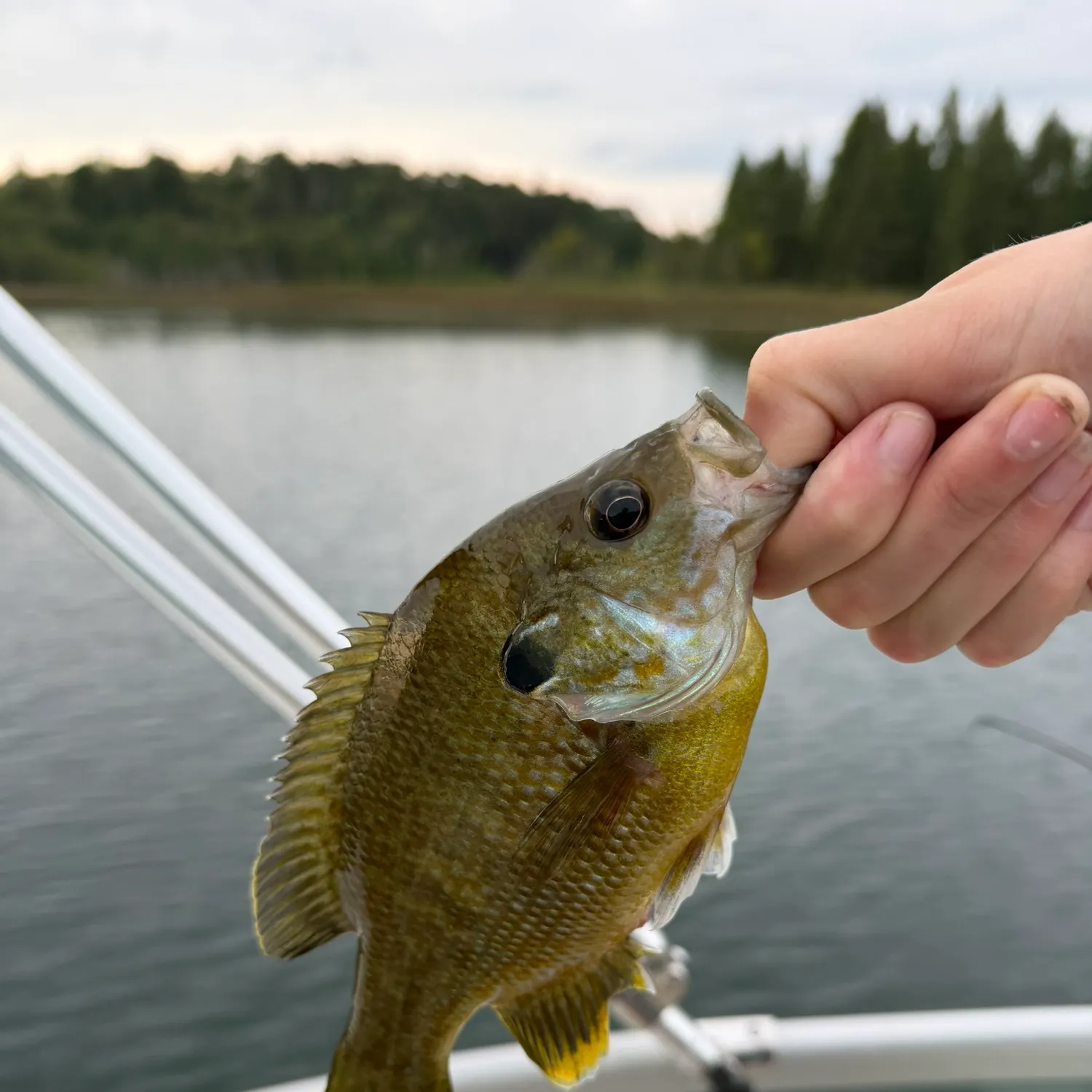 Pumpkinseed caught on Fishbrain