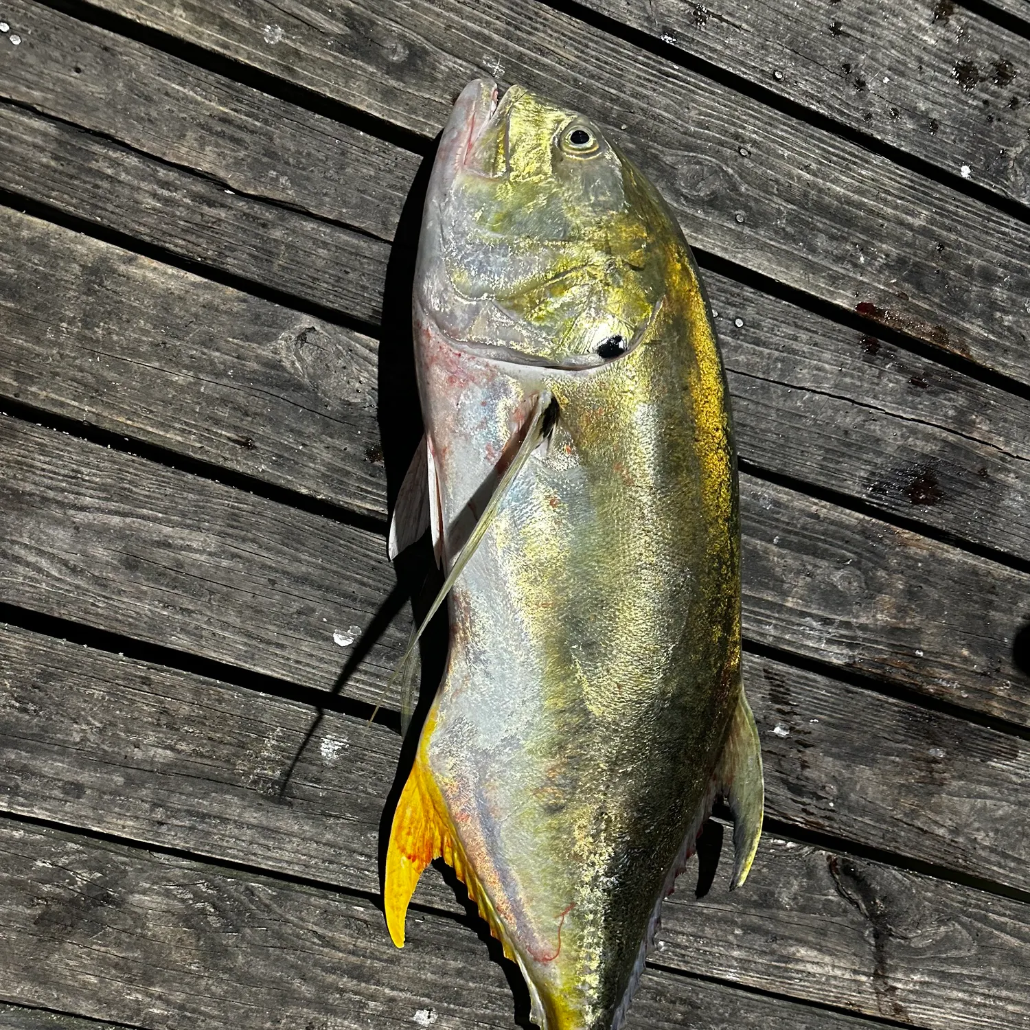 Crevalle jack caught on Fishbrain
