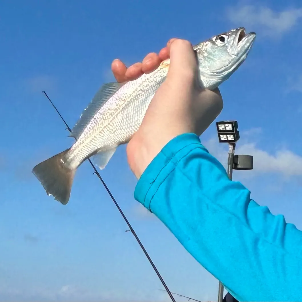 The most recent Sand seatrout catches on Fishbrain