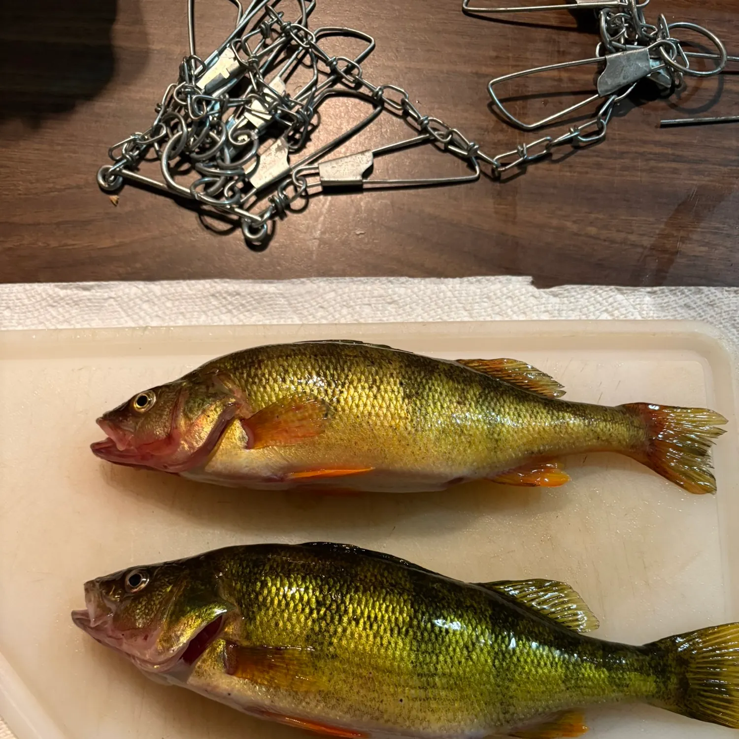 recently logged catches