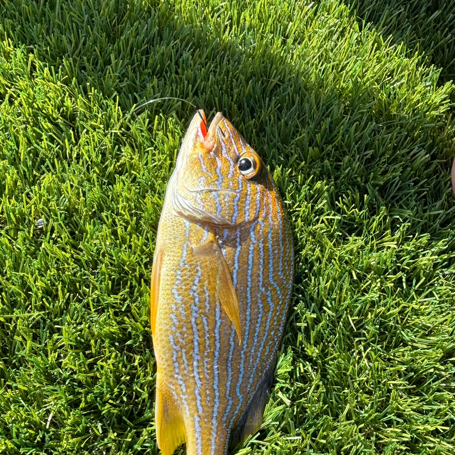 The most recent Oriental sweetlips catches on Fishbrain
