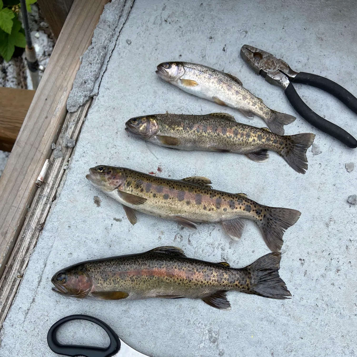 Rainbow trout caught on Fishbrain