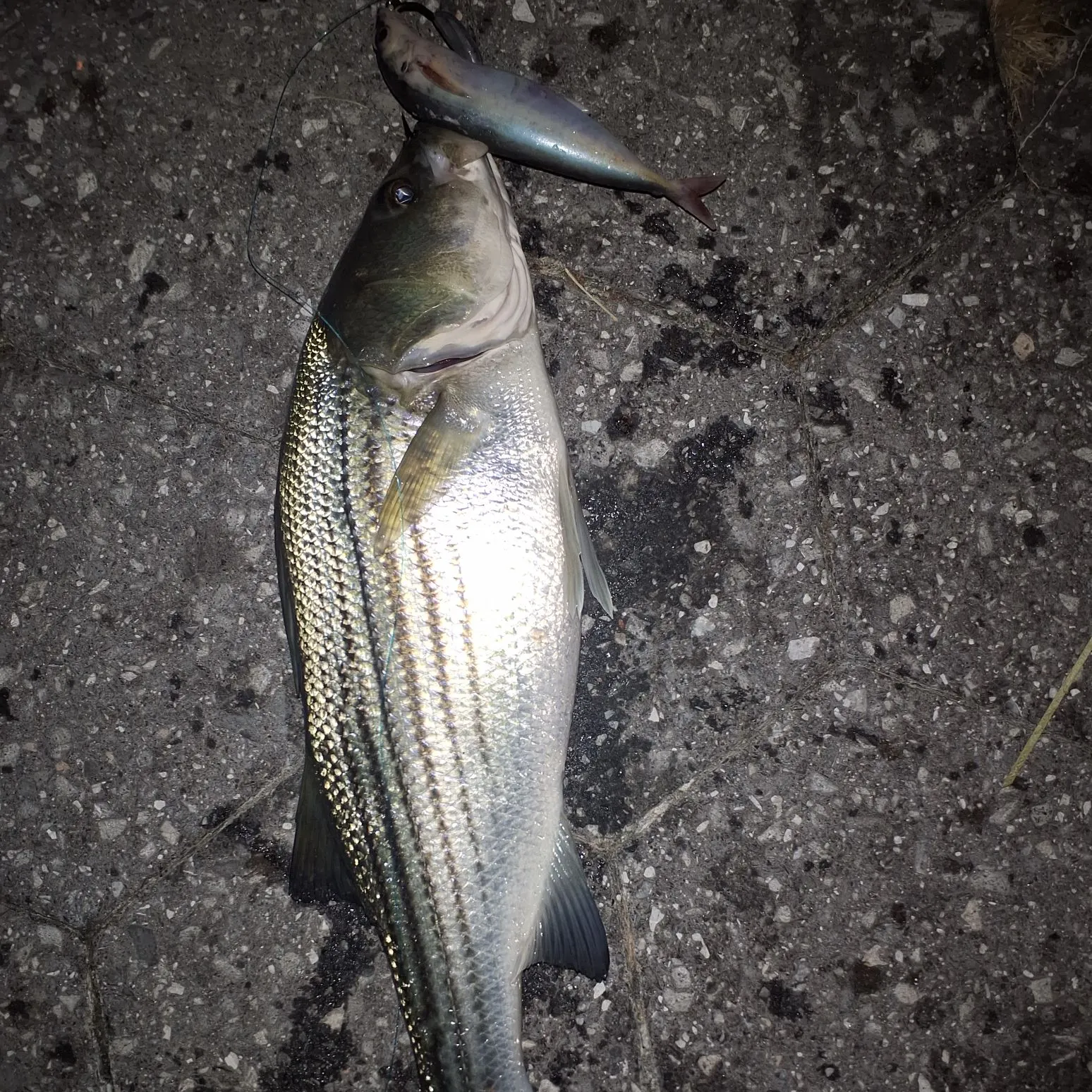Striped bass caught on Fishbrain