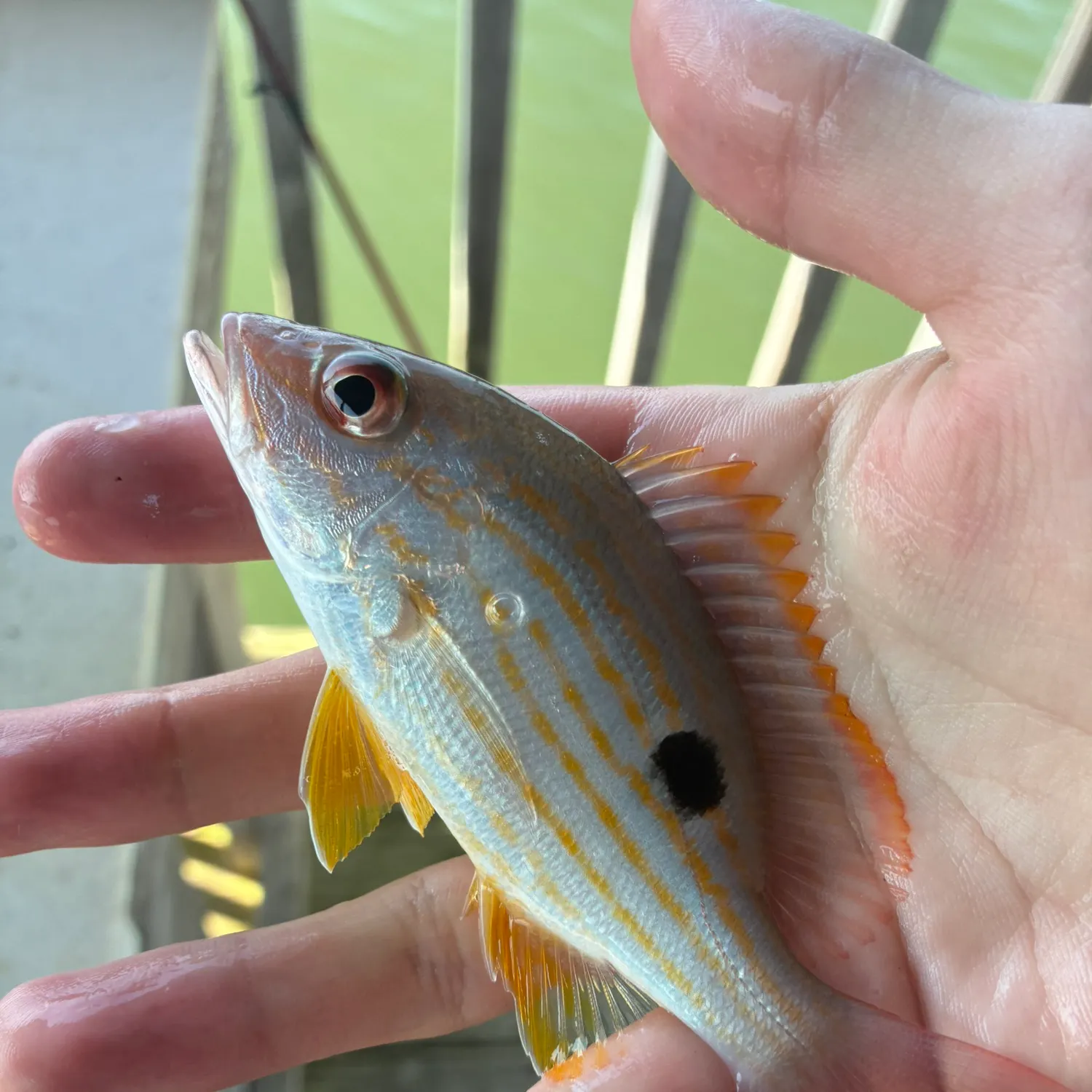 The most recent Lane snapper catches on Fishbrain