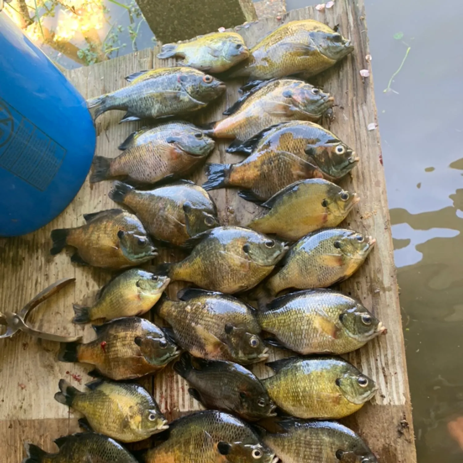 recently logged catches