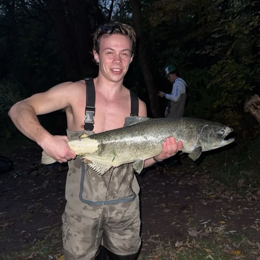 Chinook salmon caught on Fishbrain