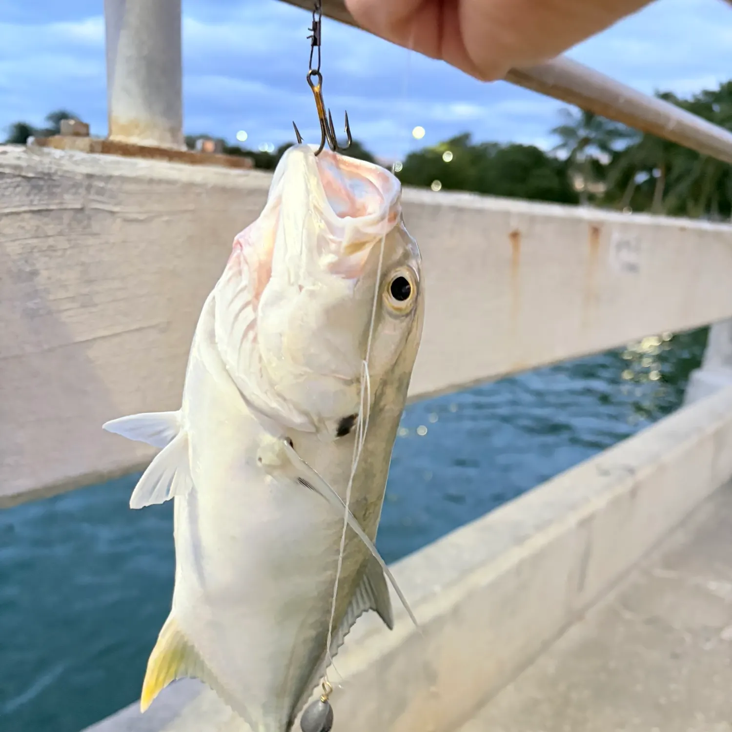 The most recent Florida pompano catches on Fishbrain