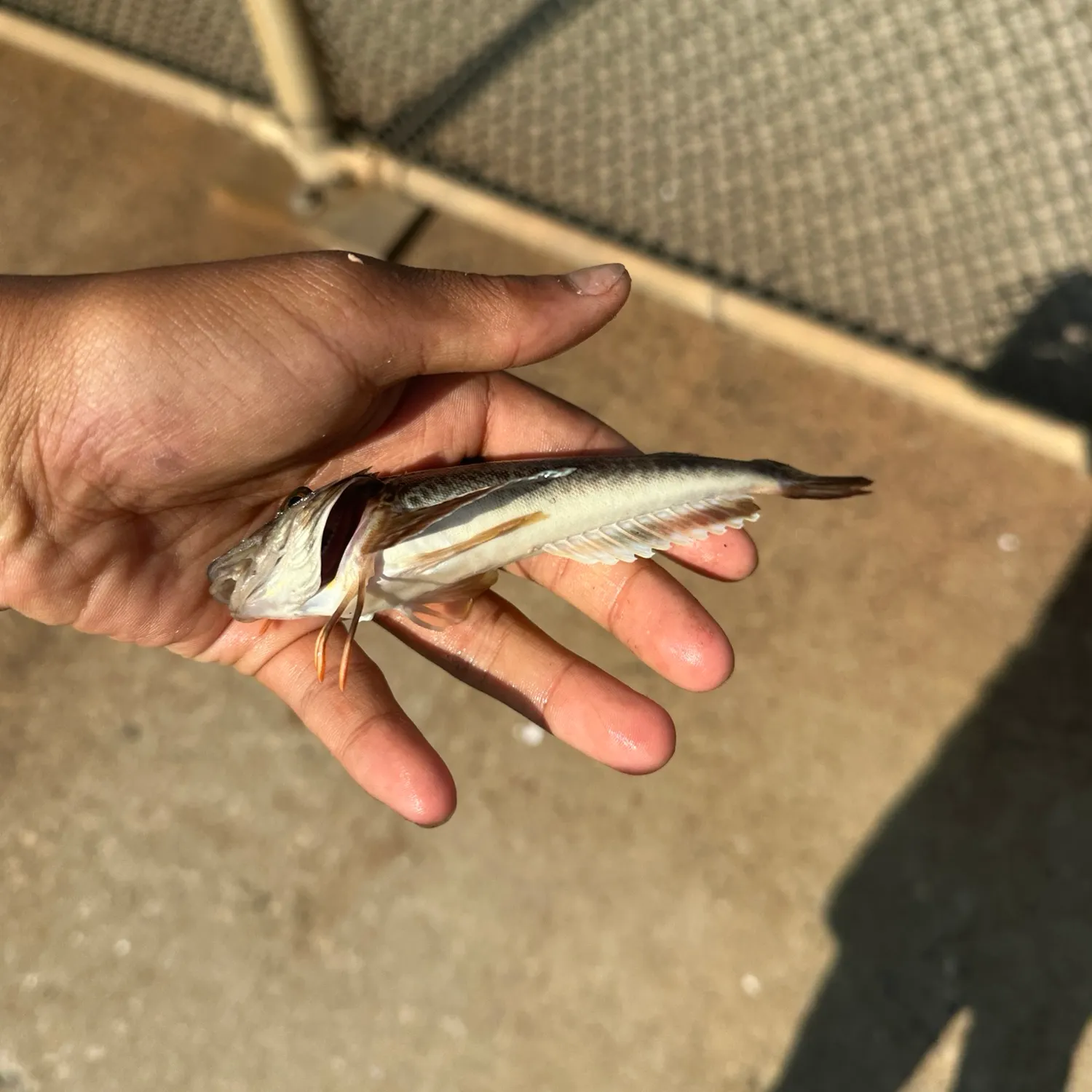 The most recent Northern searobin catches on Fishbrain
