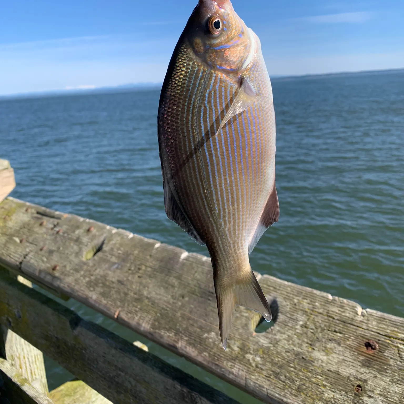The most recent Striped seaperch catches on Fishbrain