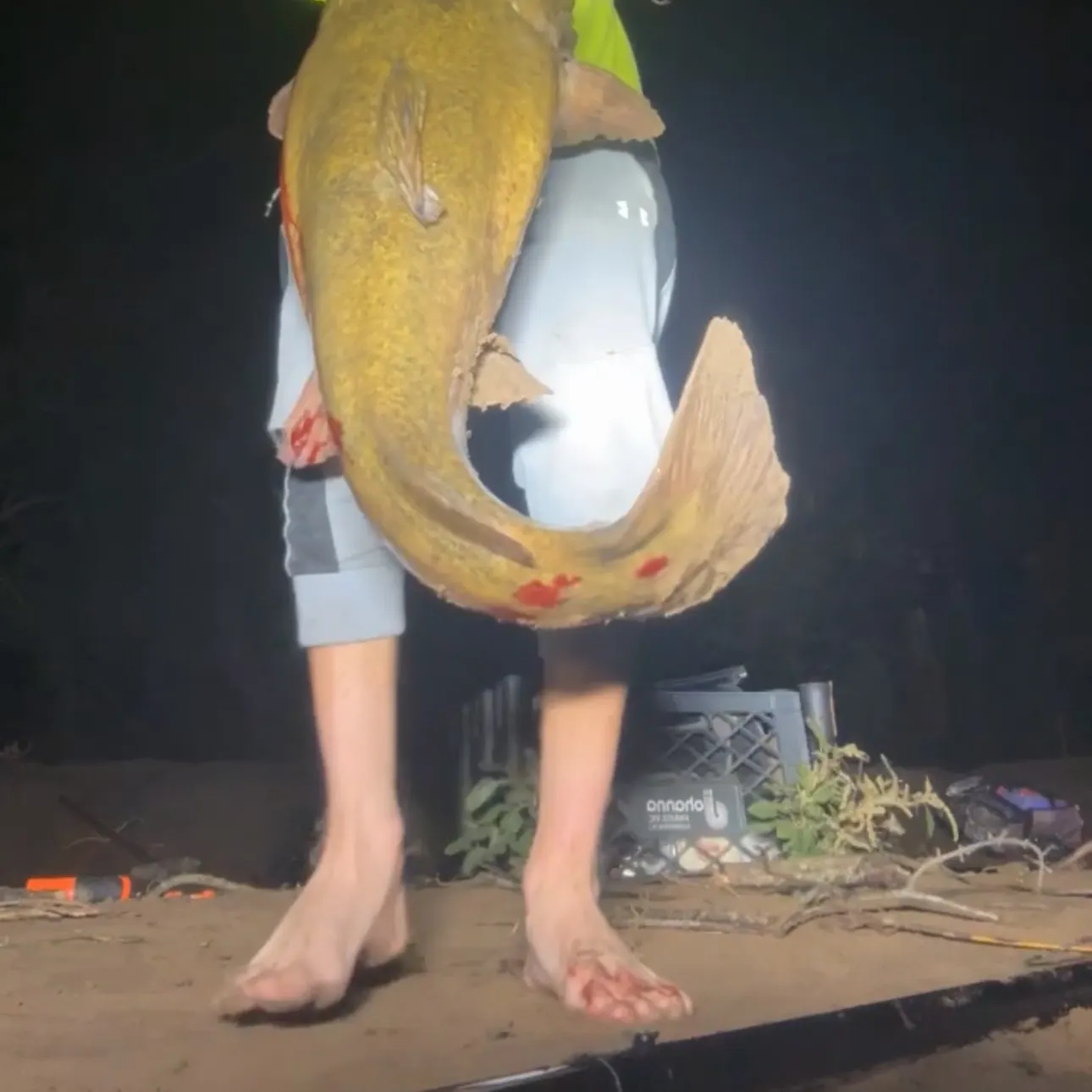 Flathead catfish caught on Fishbrain