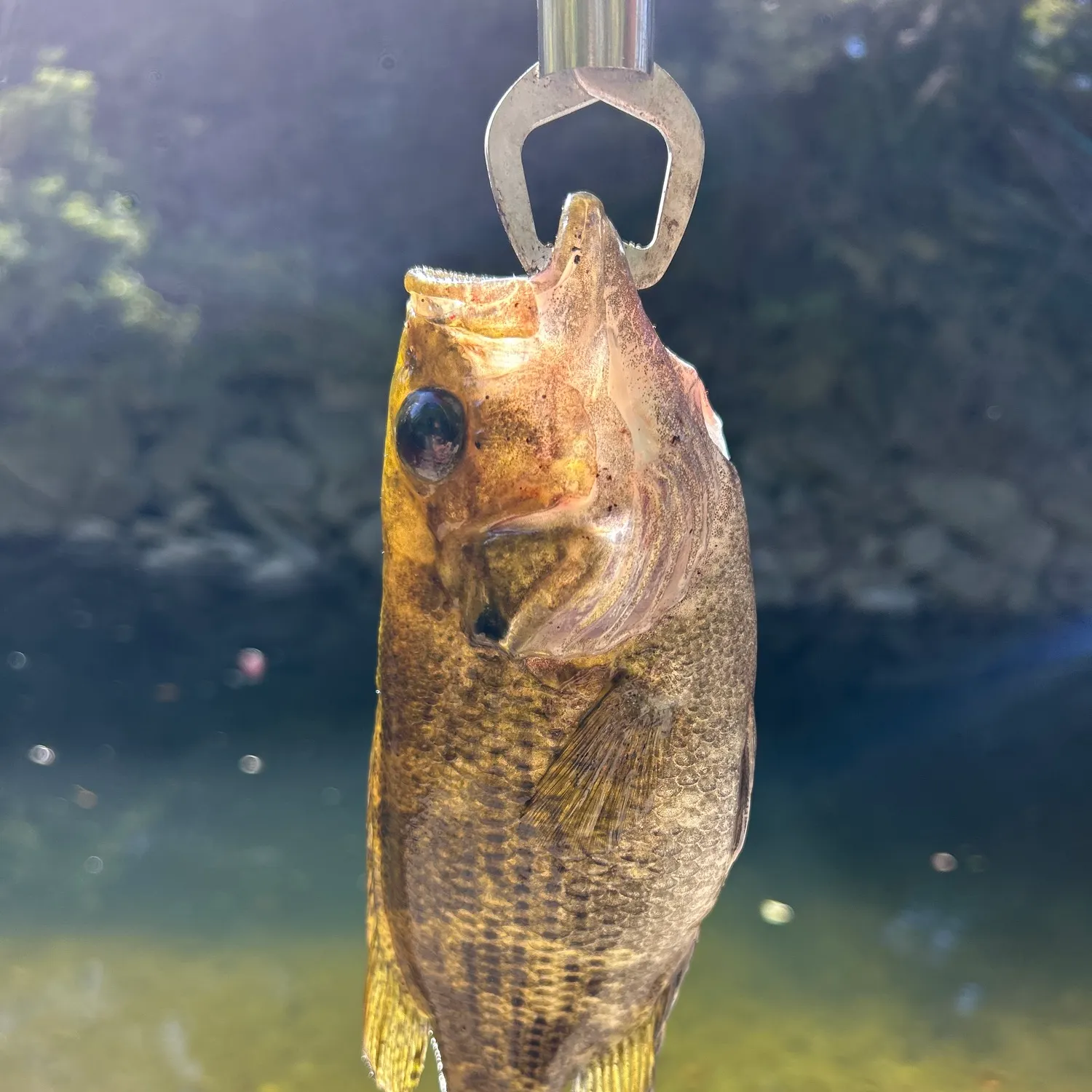 Rock bass caught on Fishbrain