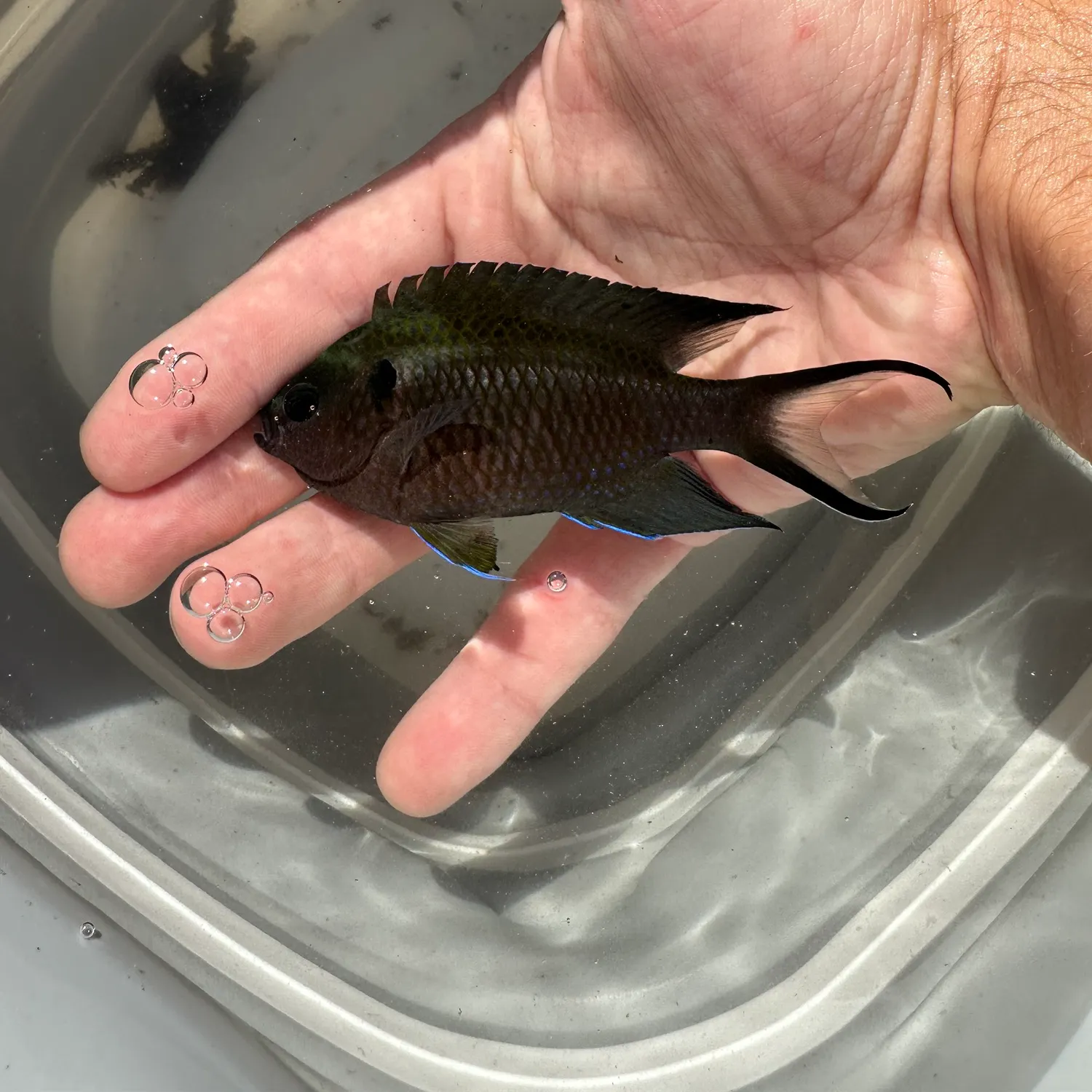 The most recent Regal demoiselle catches on Fishbrain