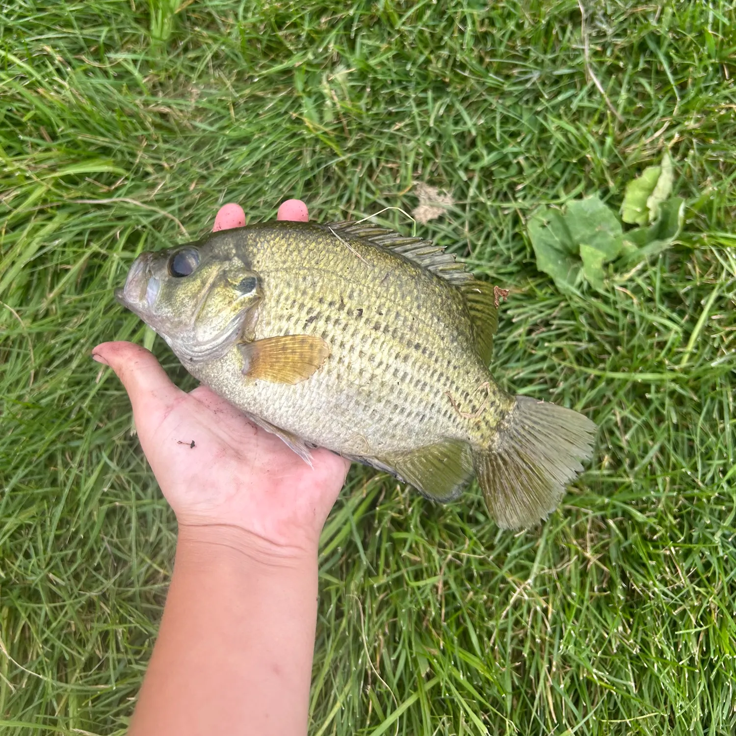 Rock bass caught on Fishbrain