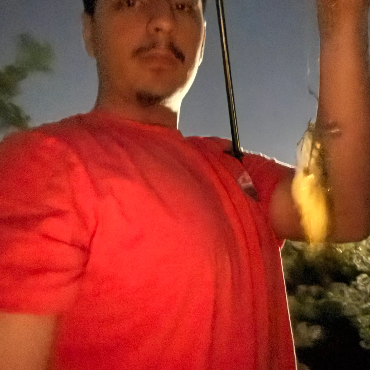 Yellow bullhead caught on Fishbrain