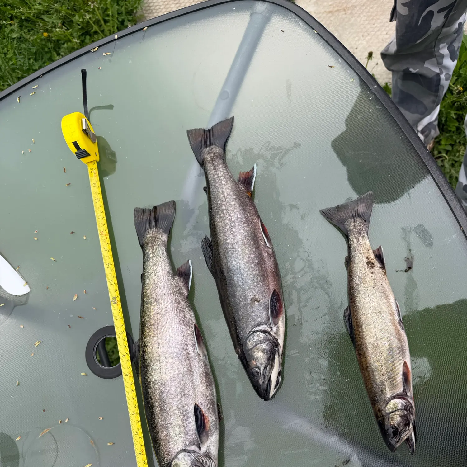 recently logged catches