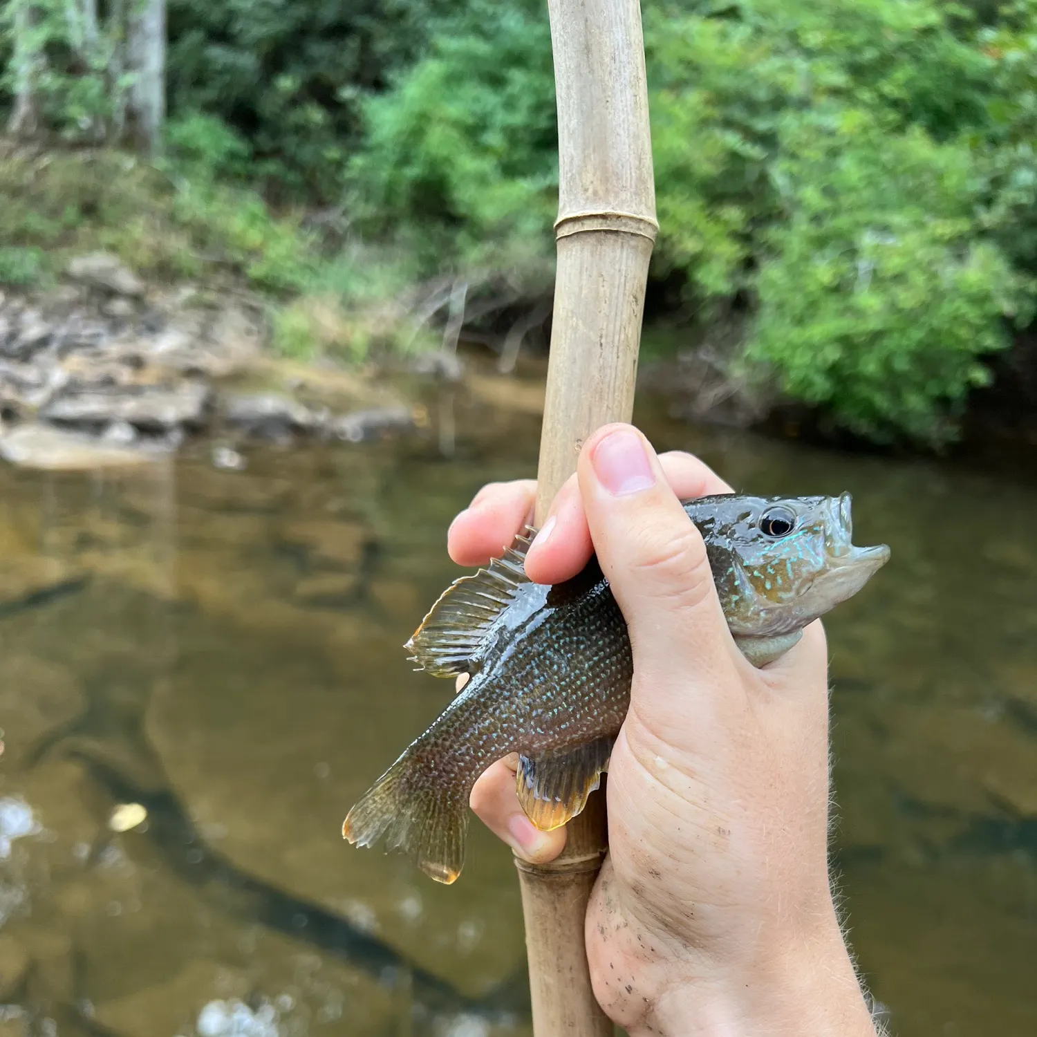 Green sunfish caught on Fishbrain