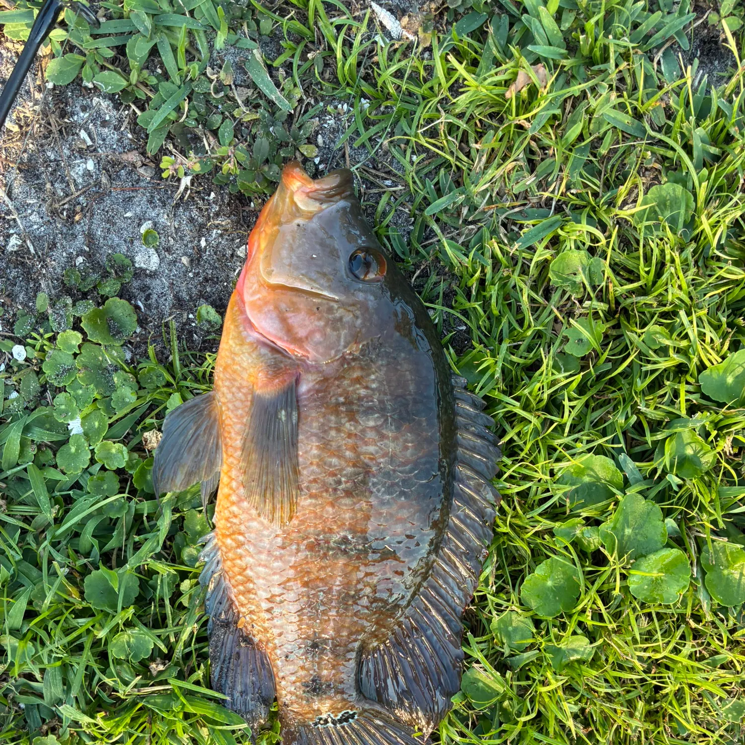 The most recent Mayan cichlid catches on Fishbrain