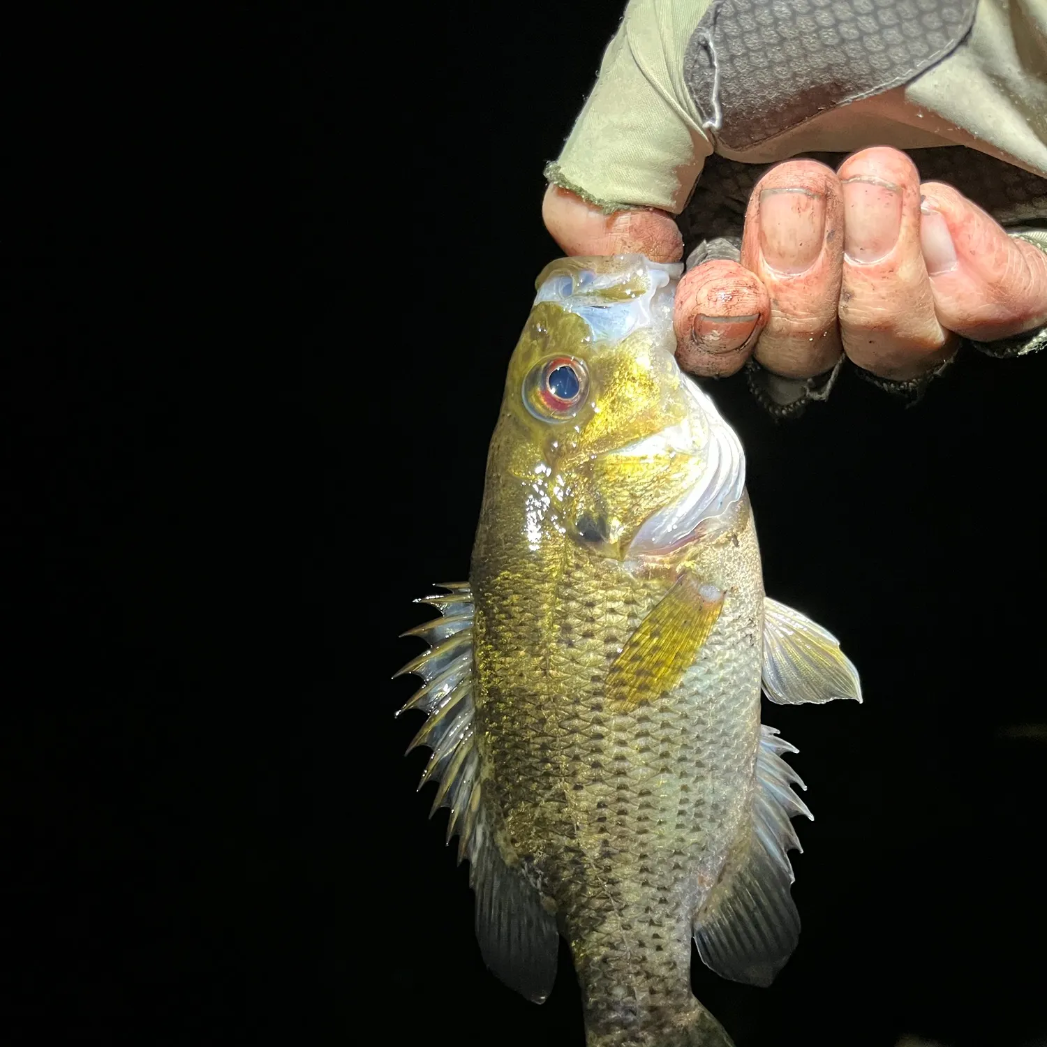 Rock bass caught on Fishbrain