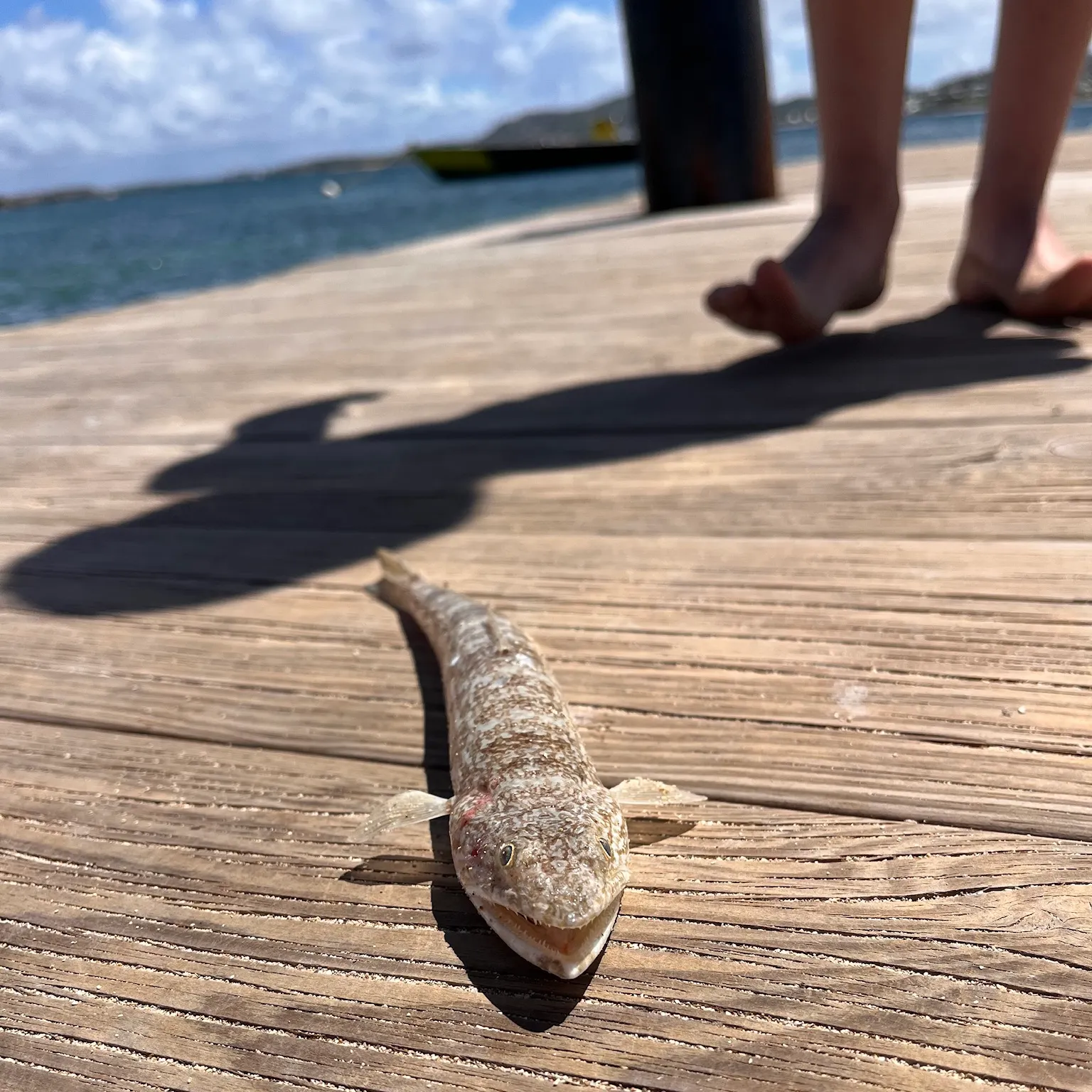 The most recent Inshore lizardfish catches on Fishbrain