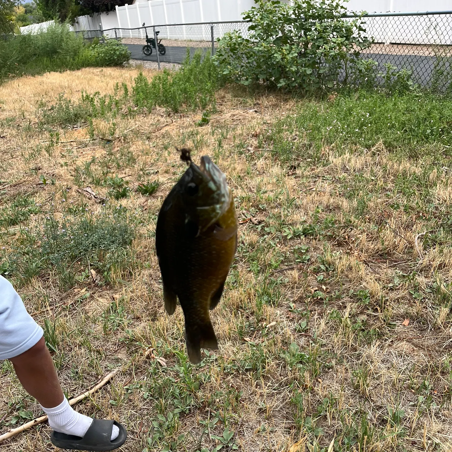 Bluegill caught on Fishbrain