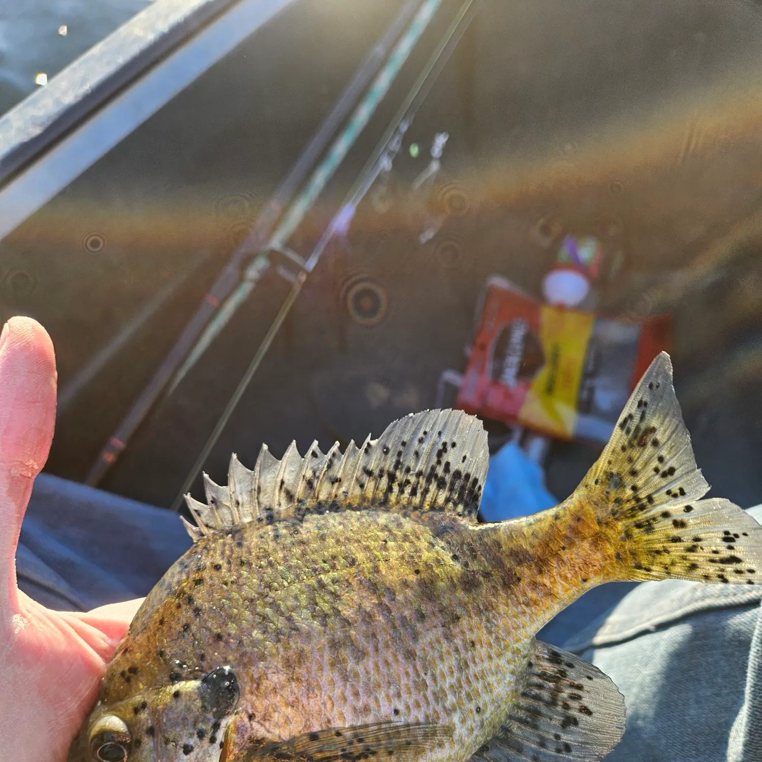 Bluegill caught on Fishbrain