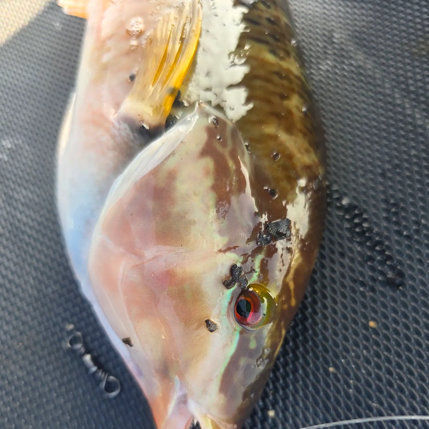 The most recent Slippery dick wrasse catches on Fishbrain