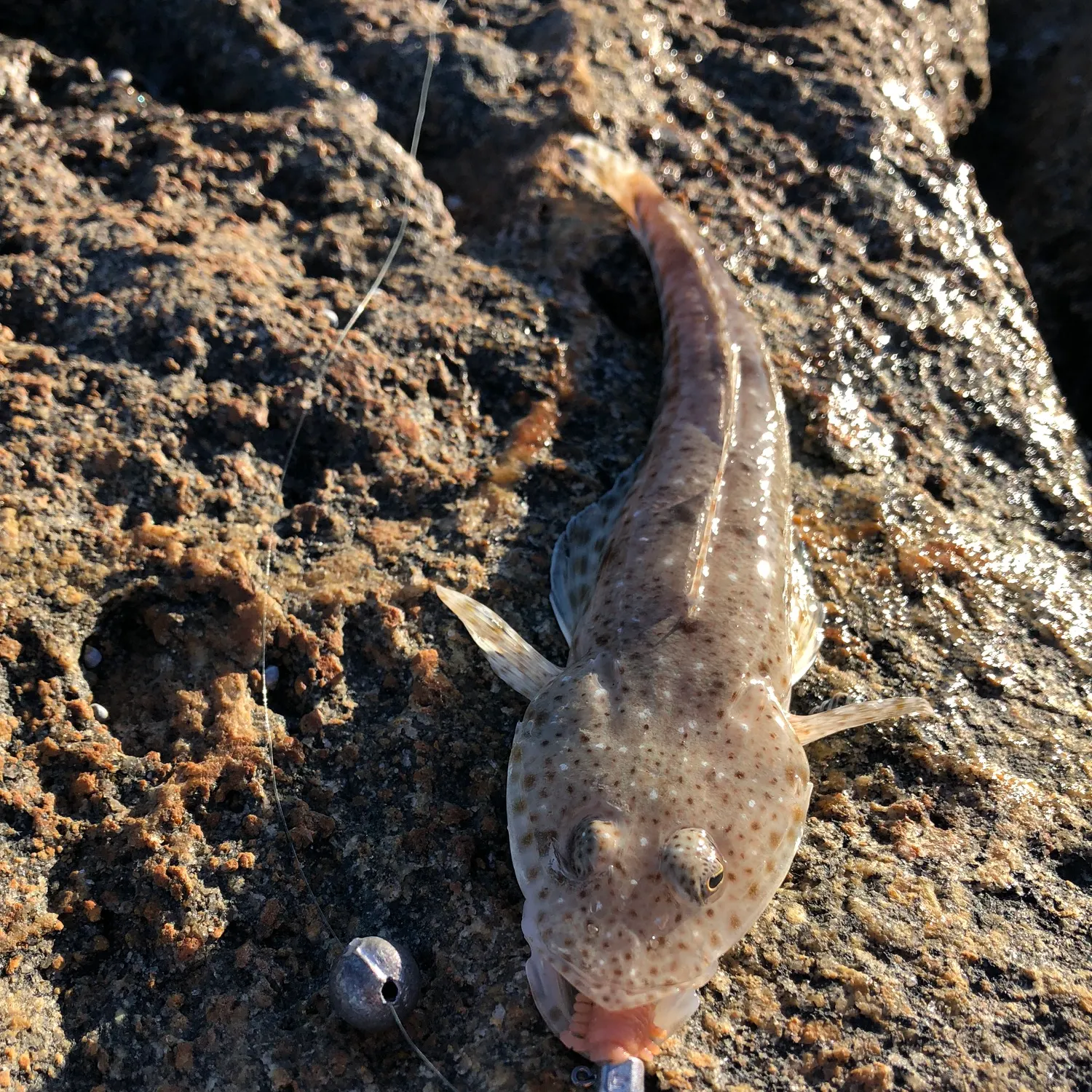 The most recent Rock flathead catches on Fishbrain