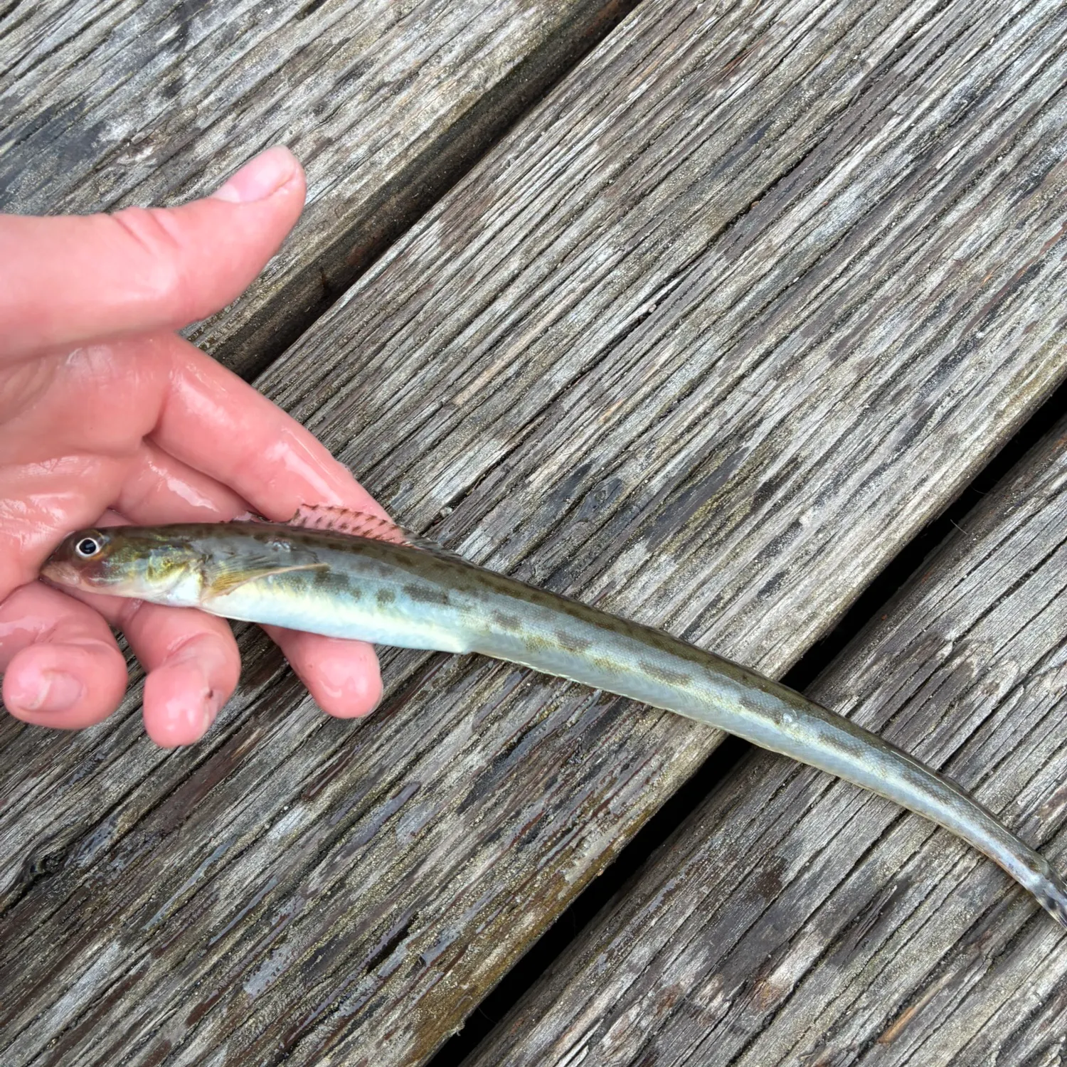 The most recent Snake prickleback catches on Fishbrain