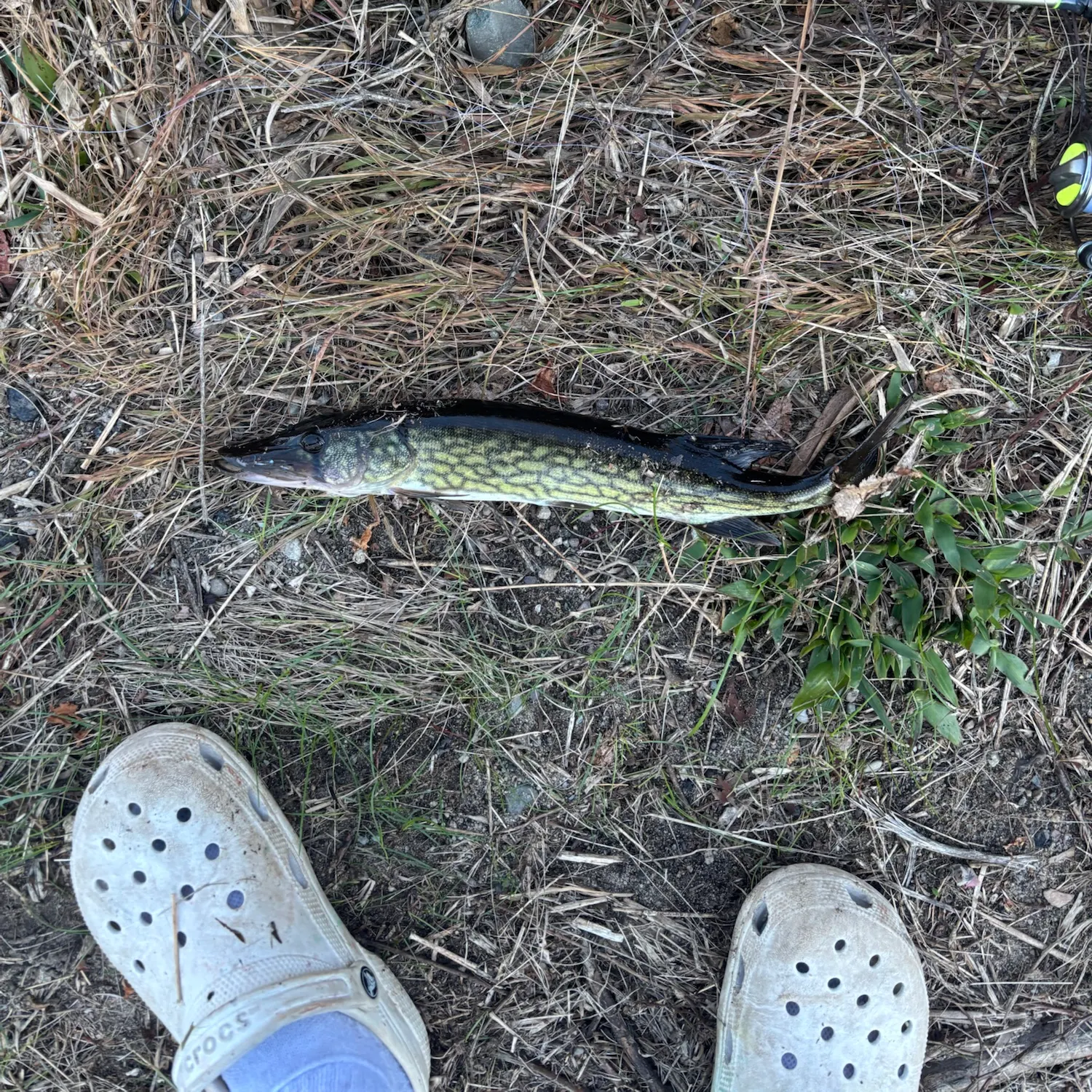 Chain pickerel caught on Fishbrain