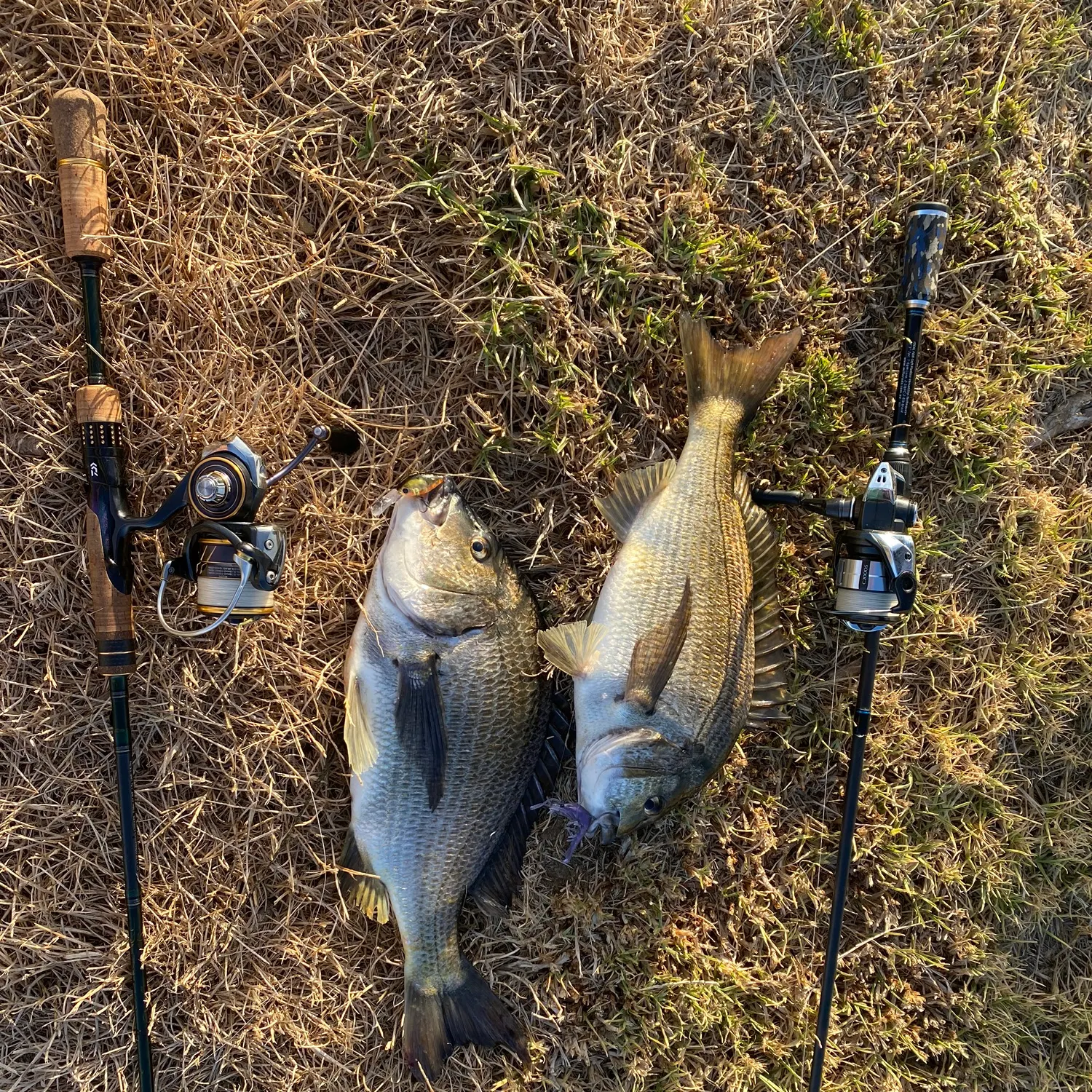 The most recent Southern black bream catches on Fishbrain