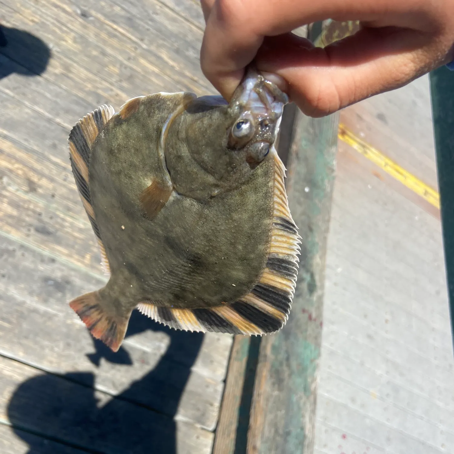 The most recent Starry flounder catches on Fishbrain
