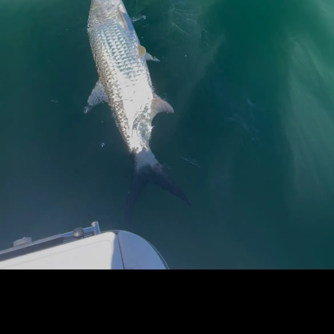 The most recent Tarpon catches on Fishbrain