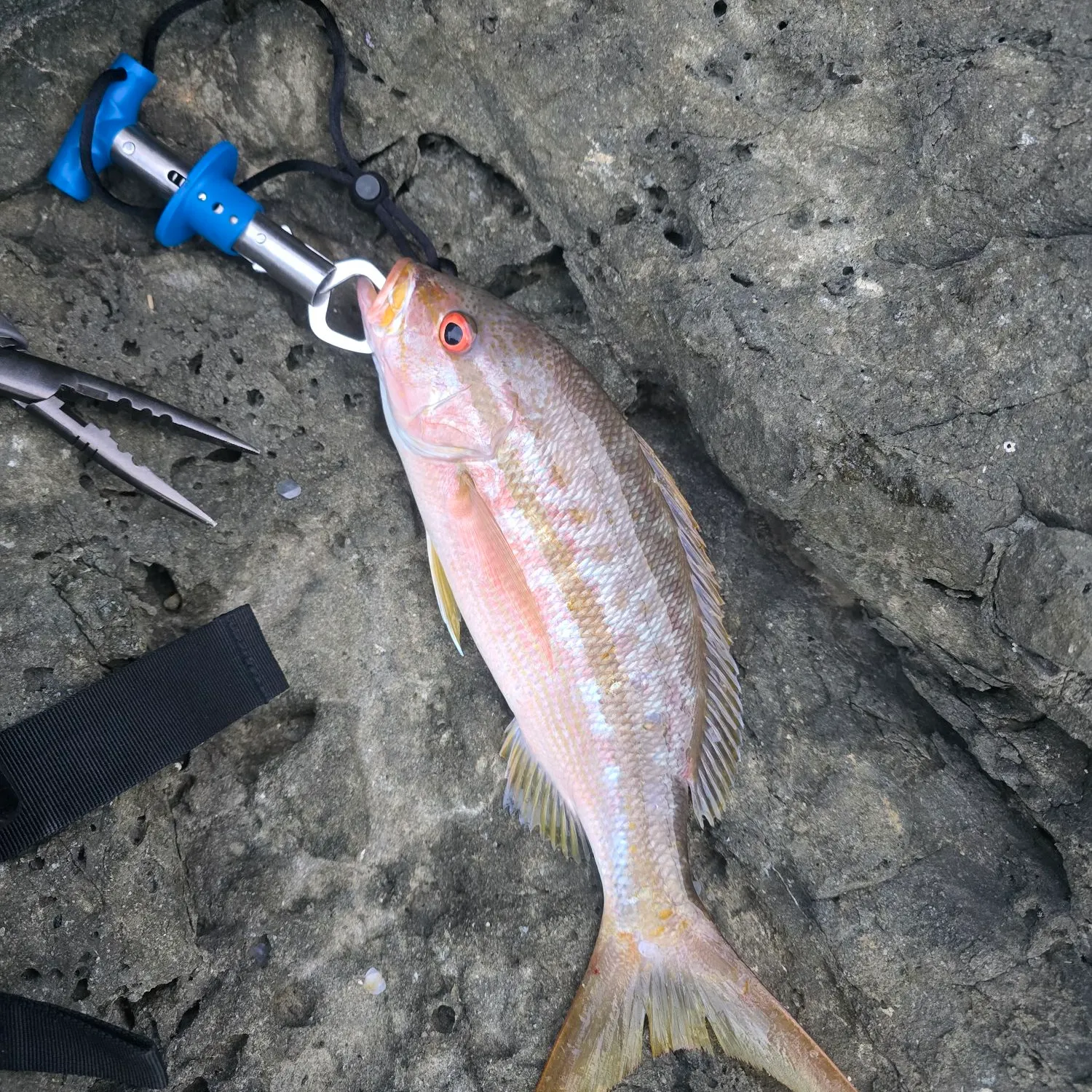 Yellowtail snapper caught on Fishbrain