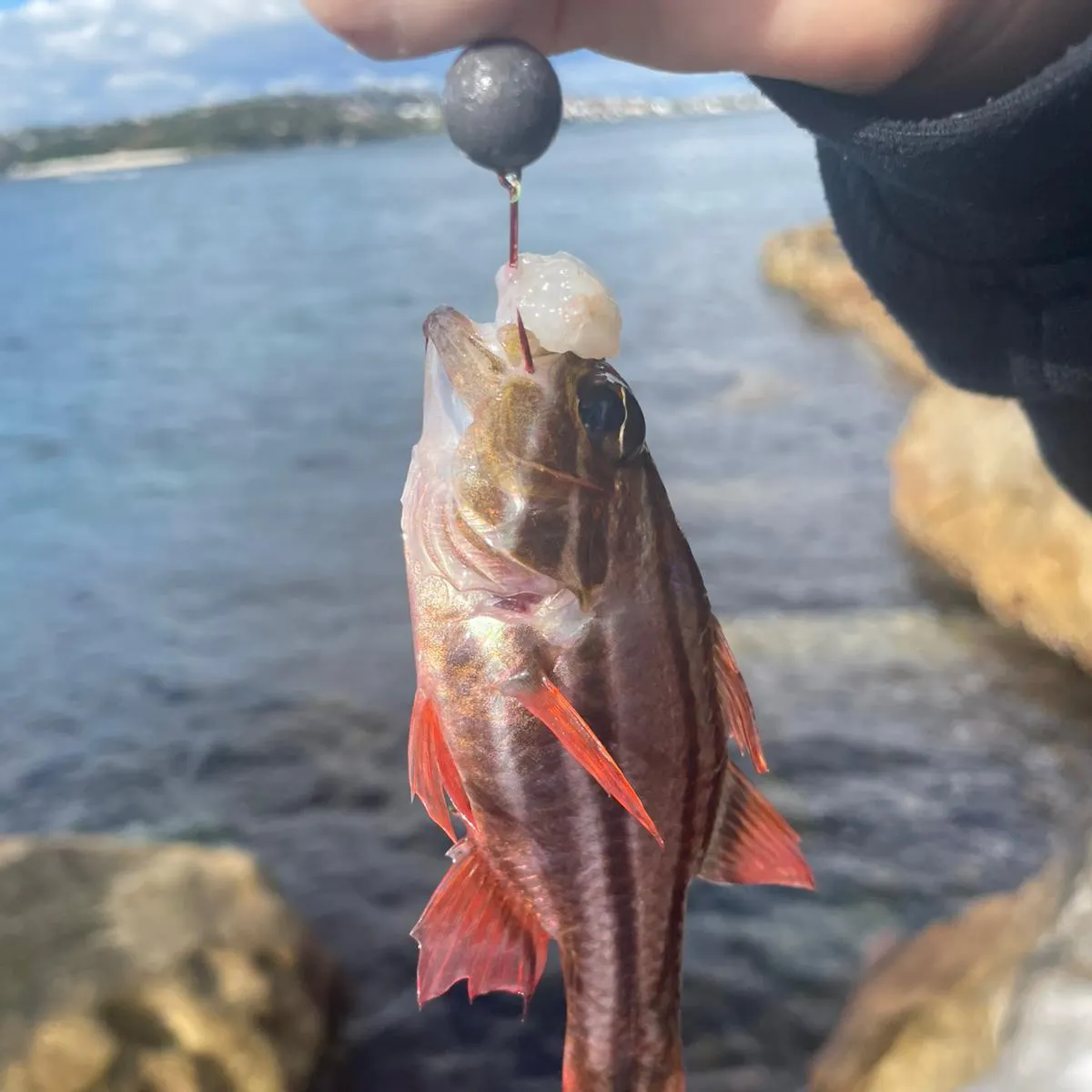 The most recent Sydney cardinalfish catches on Fishbrain
