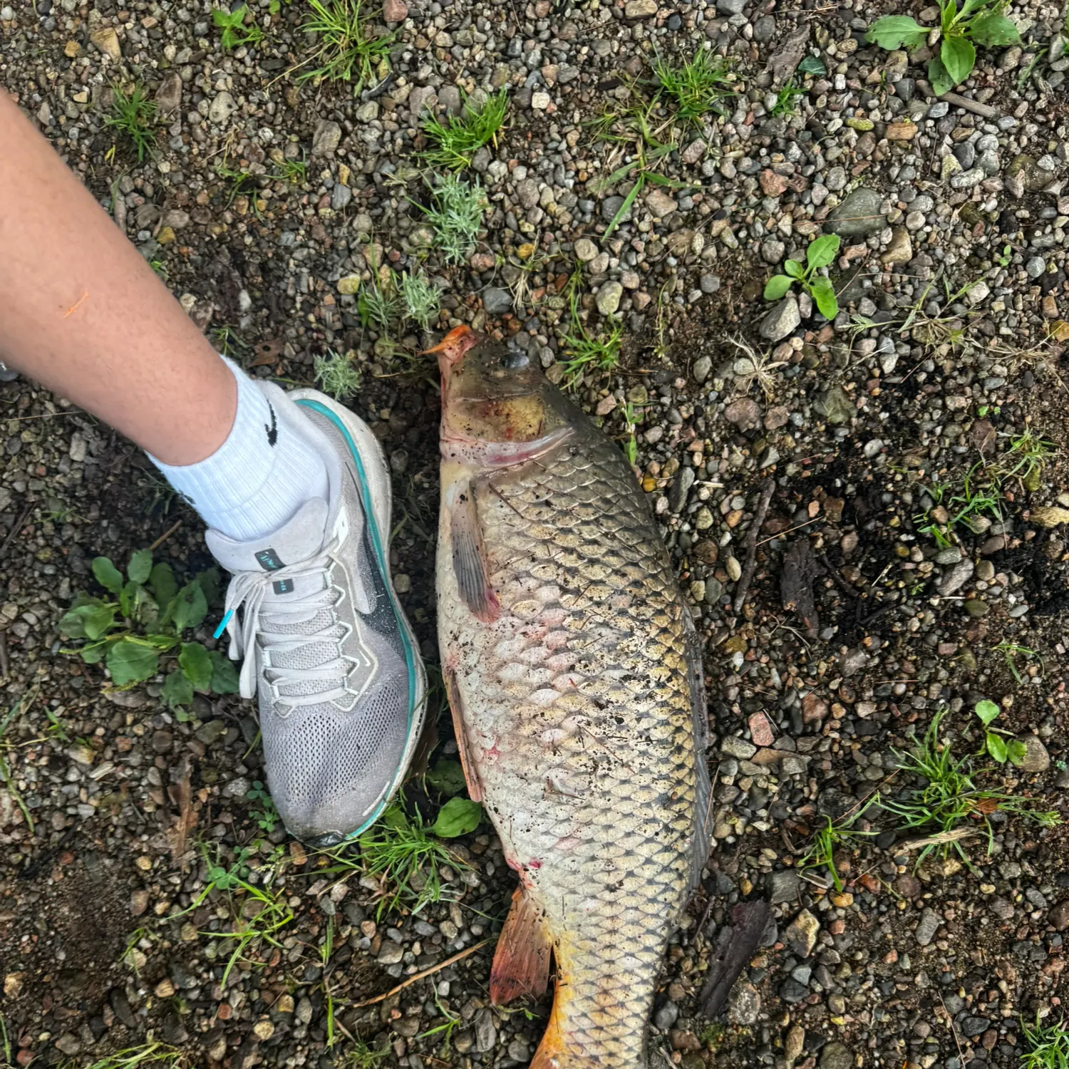 Common carp caught on Fishbrain