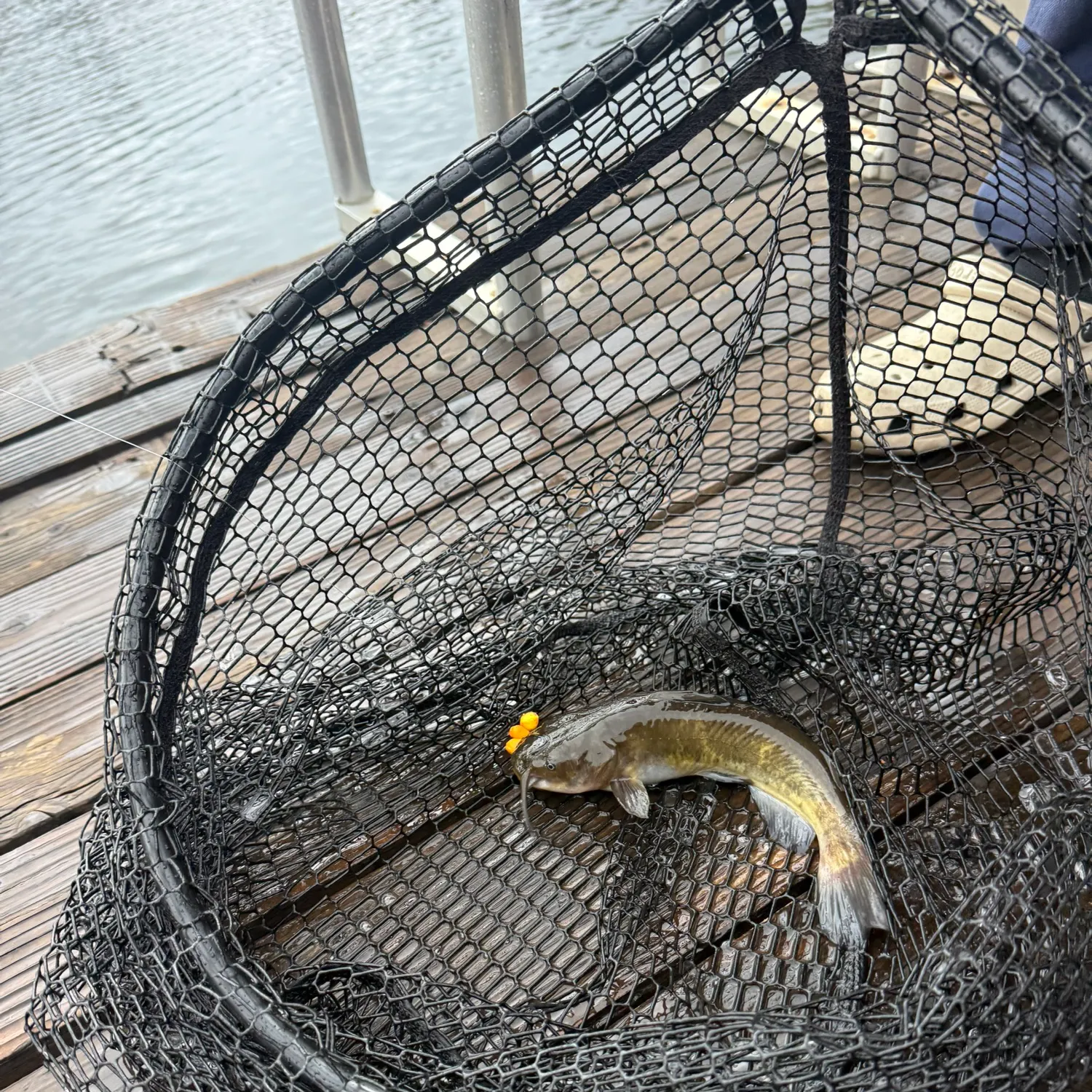 Brown bullhead caught on Fishbrain