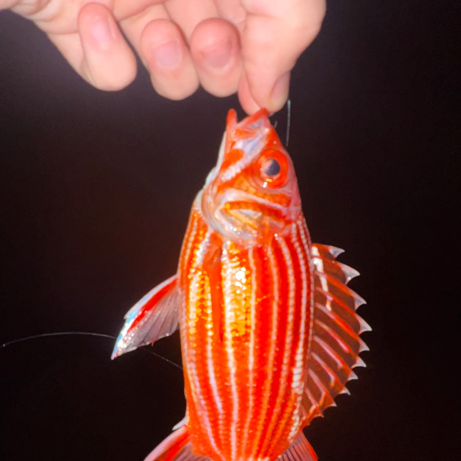 The most recent Crown squirrelfish catches on Fishbrain