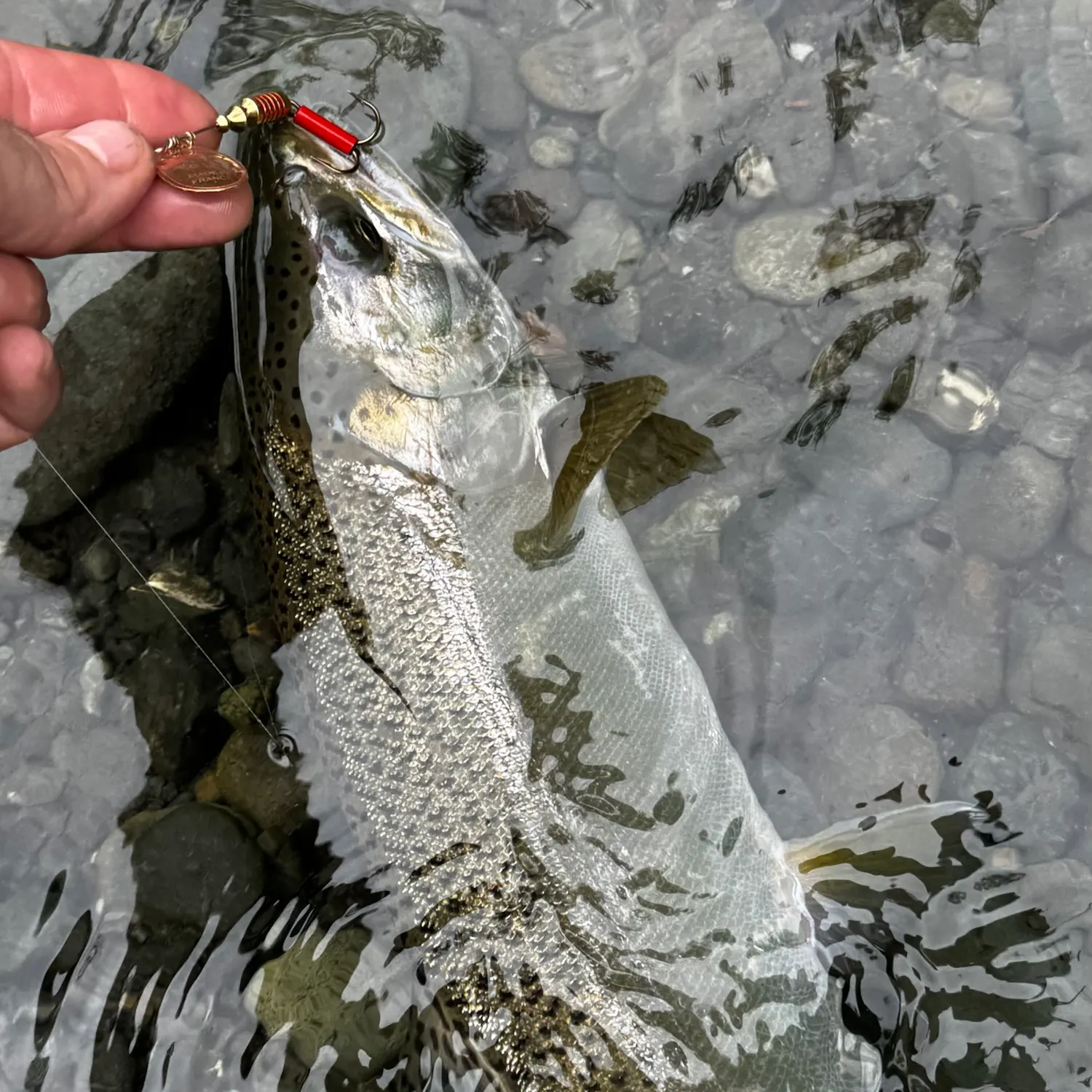 Rainbow trout caught on Fishbrain