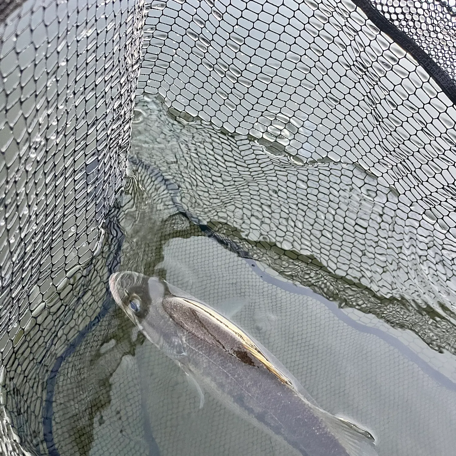 The most recent Alabama bass catches on Fishbrain