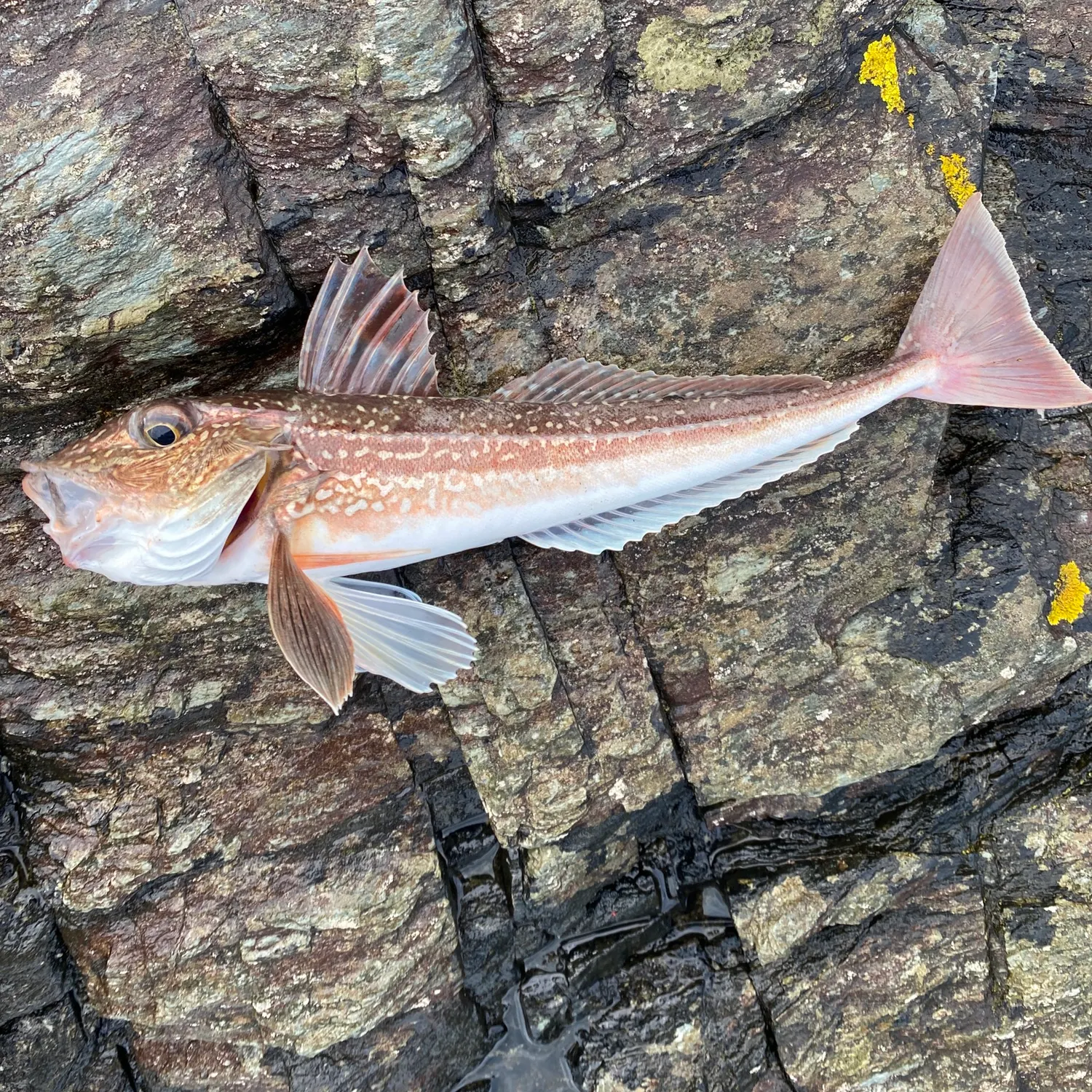 Fish caught on Fishbrain