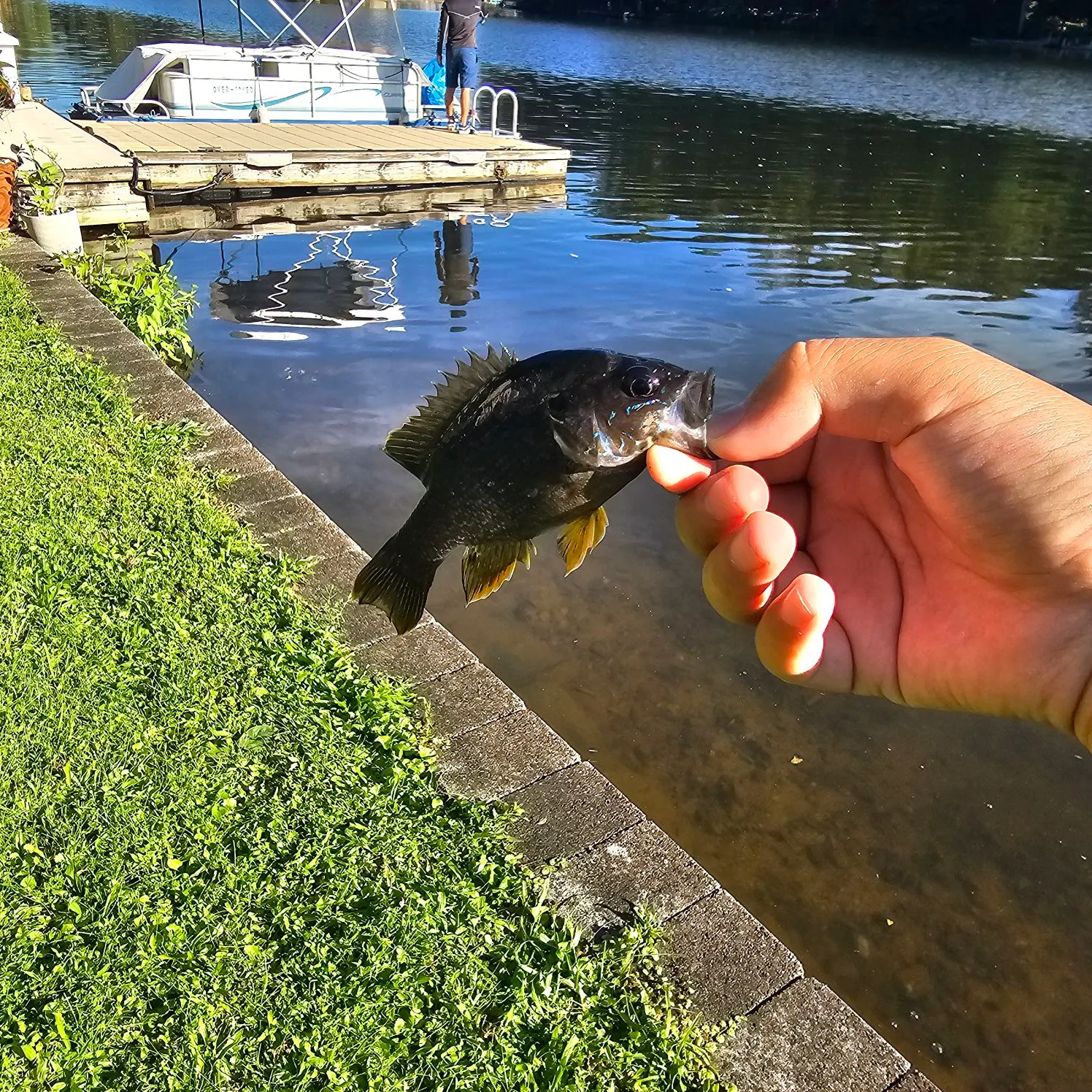 Green sunfish caught on Fishbrain