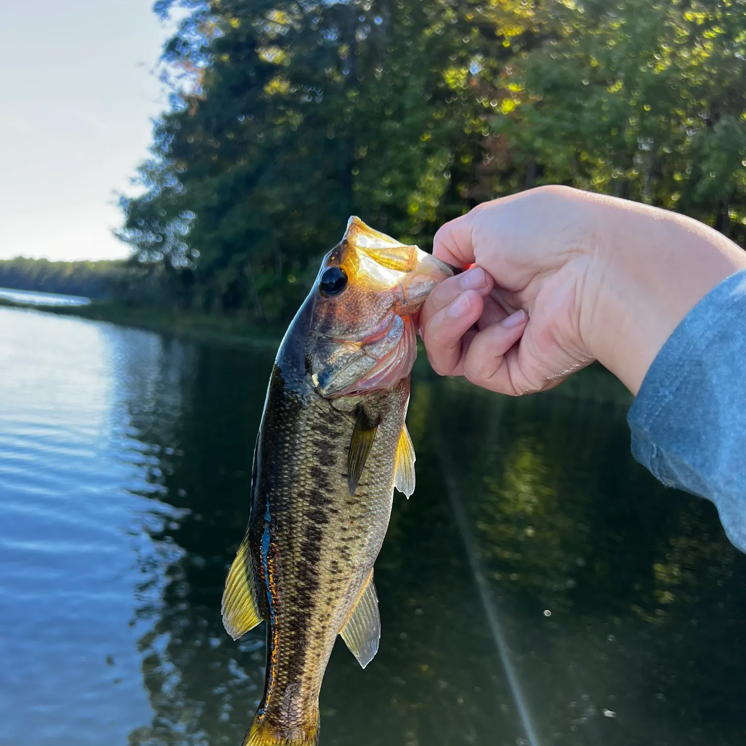 Spotted bass caught on Fishbrain