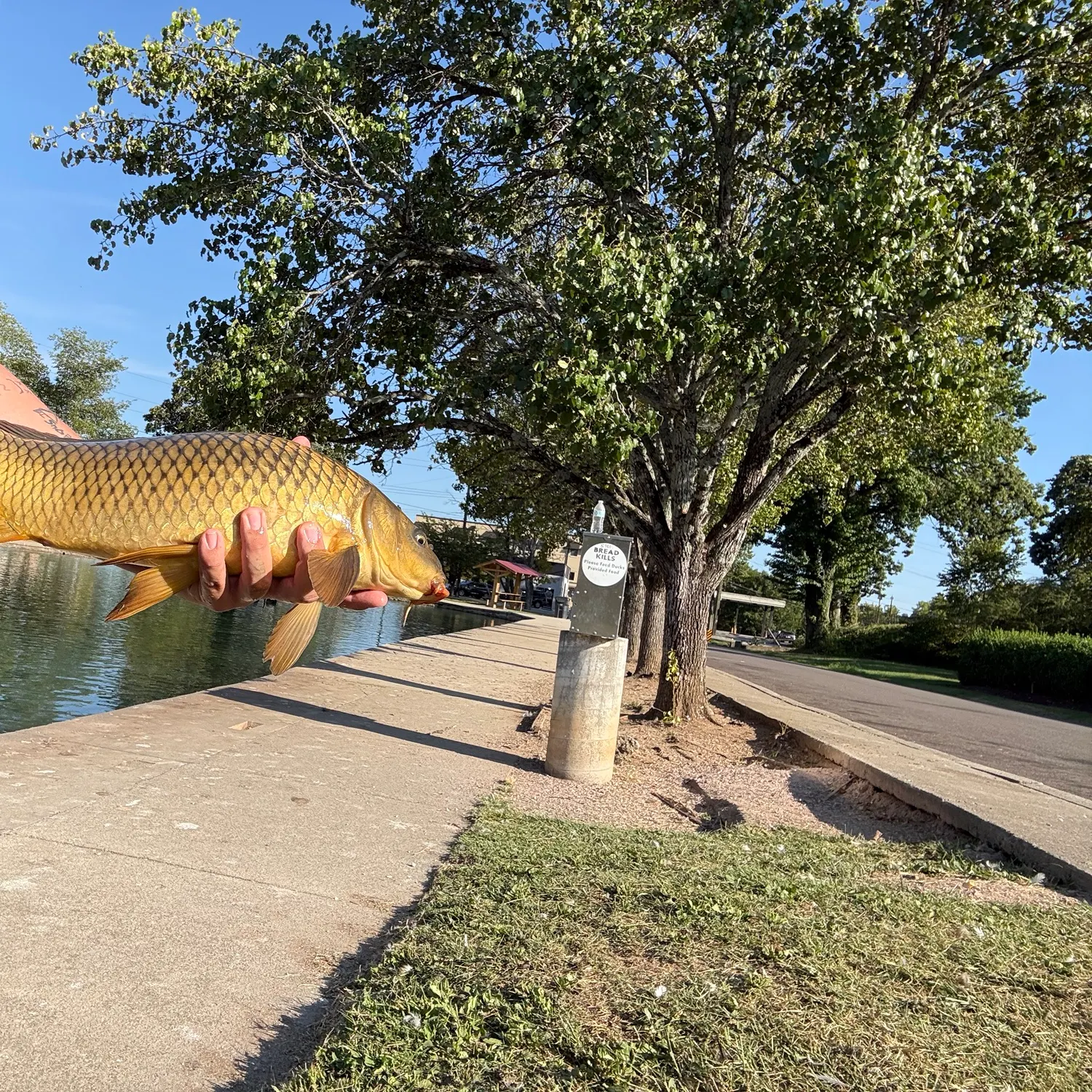 Common carp caught on Fishbrain
