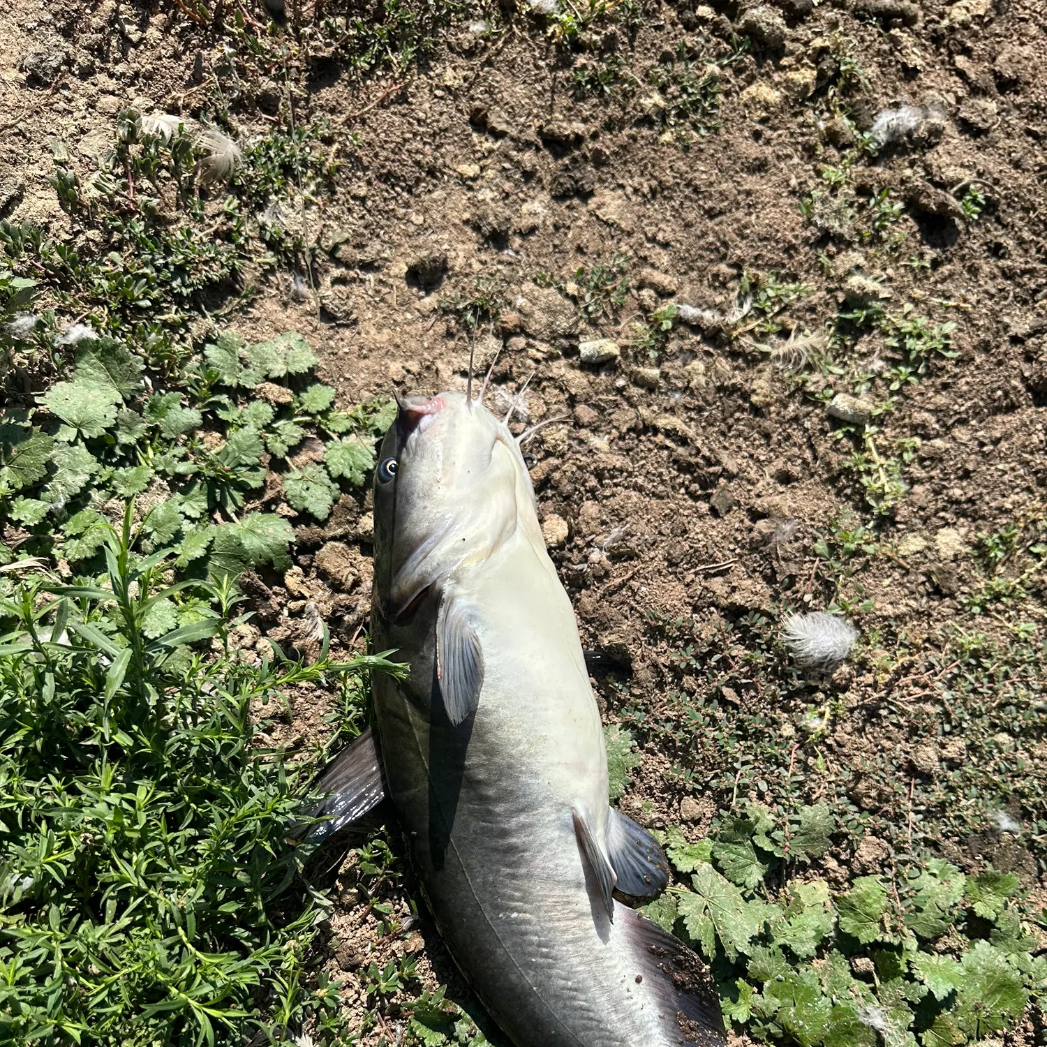 White bullhead caught on Fishbrain