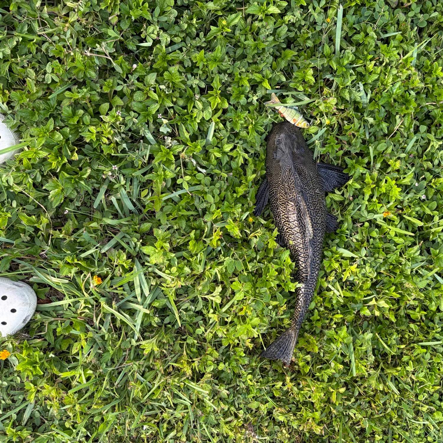 Suckermouth catfish caught on Fishbrain