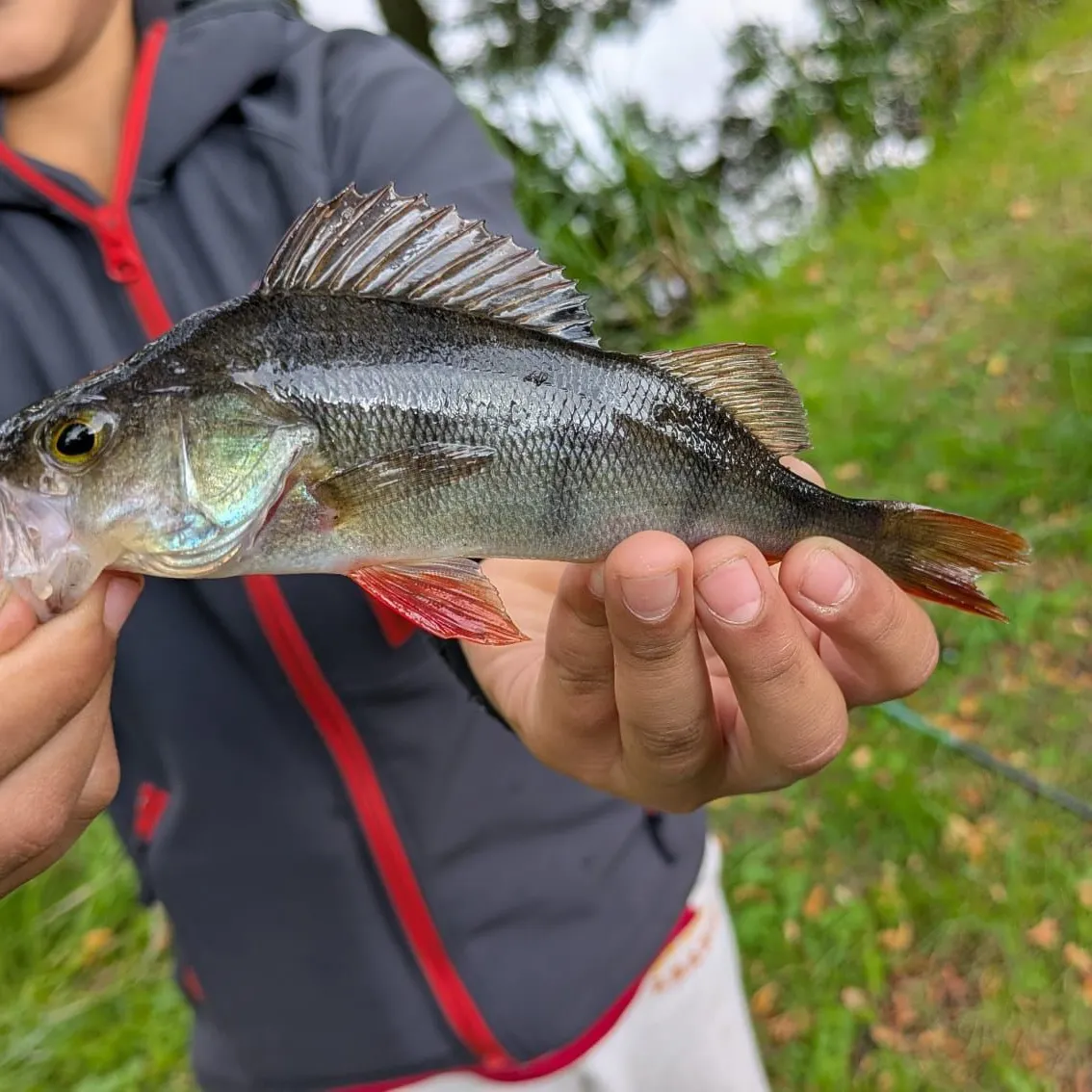 European perch caught on Fishbrain