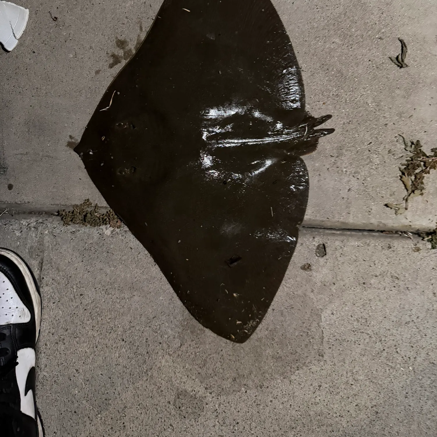 The most recent California butterfly ray catches on Fishbrain